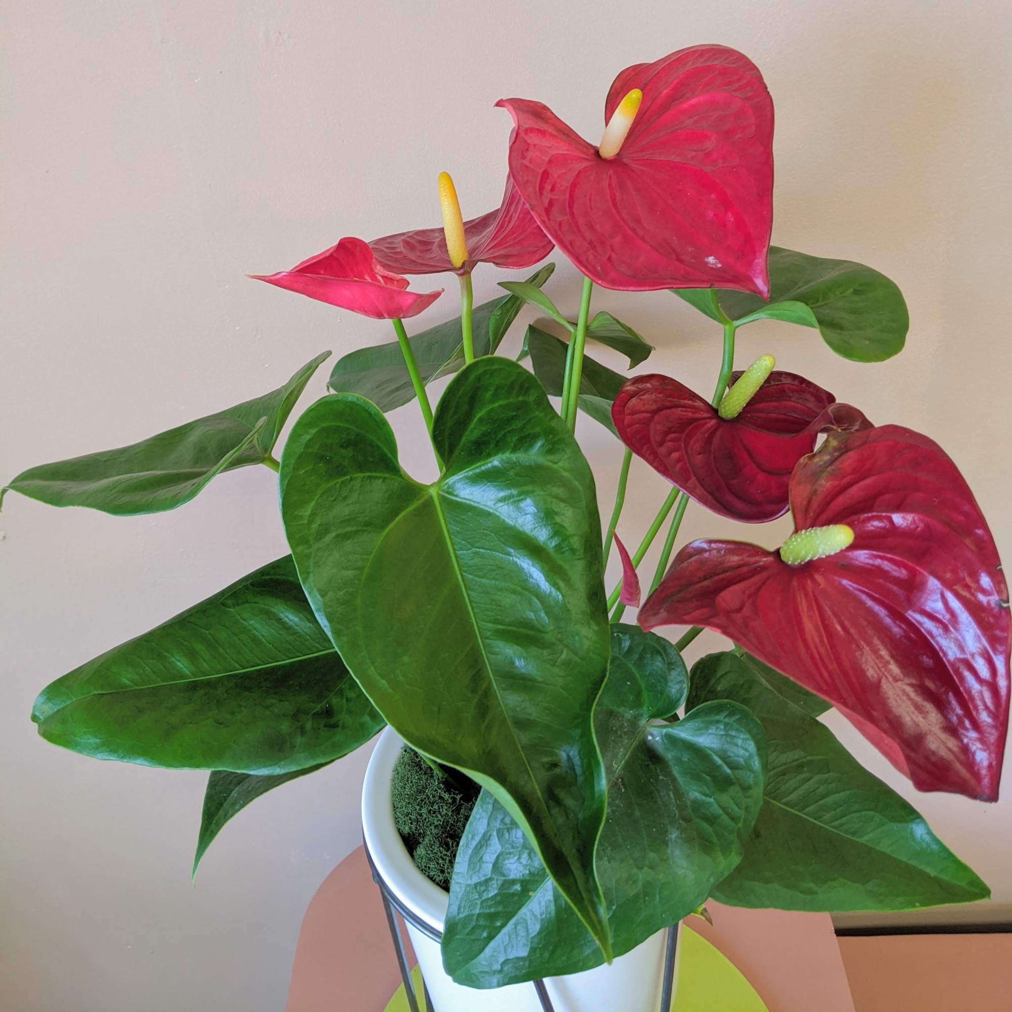 Potted anthurium plant with red spathes and glossy green leaves