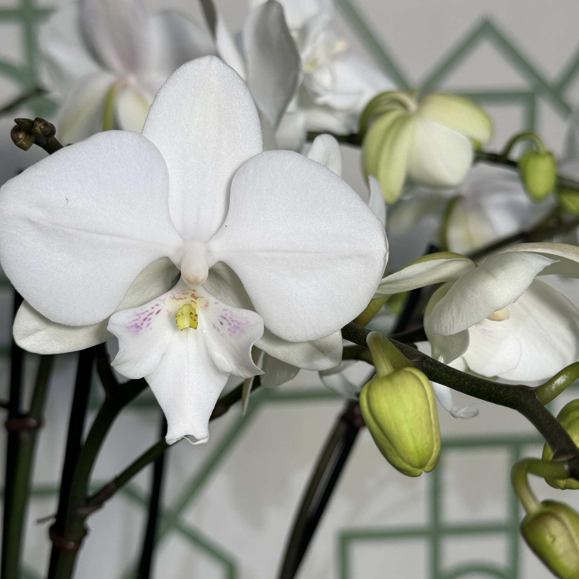 White orchid blooms with pale green buds on dark stems