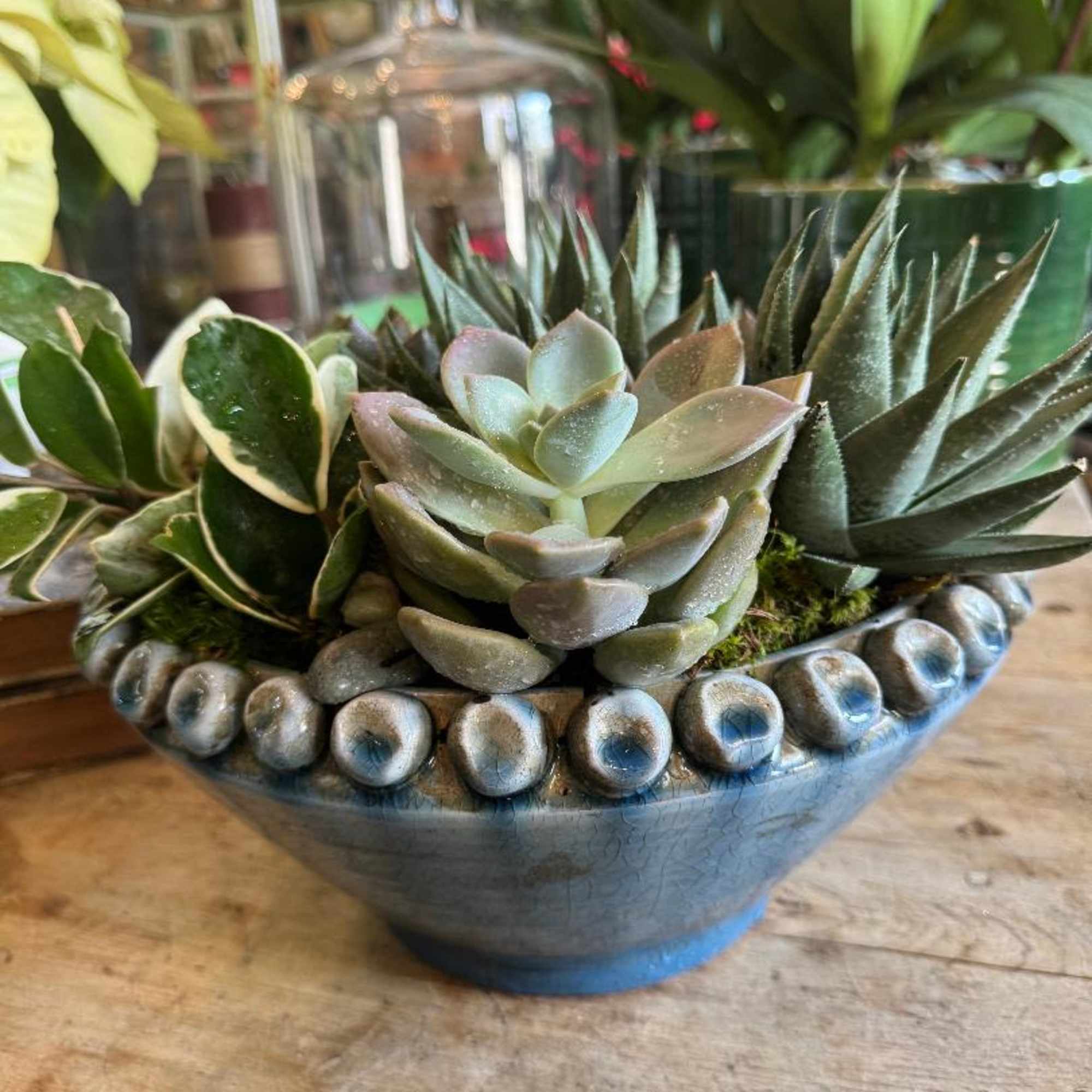Succulent arrangement in a blue ceramic bowl