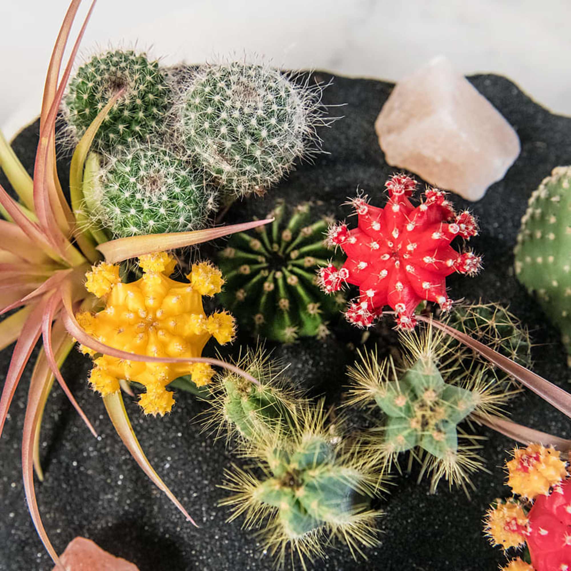 Assorted colorful cacti and succulents arranged in dark soil