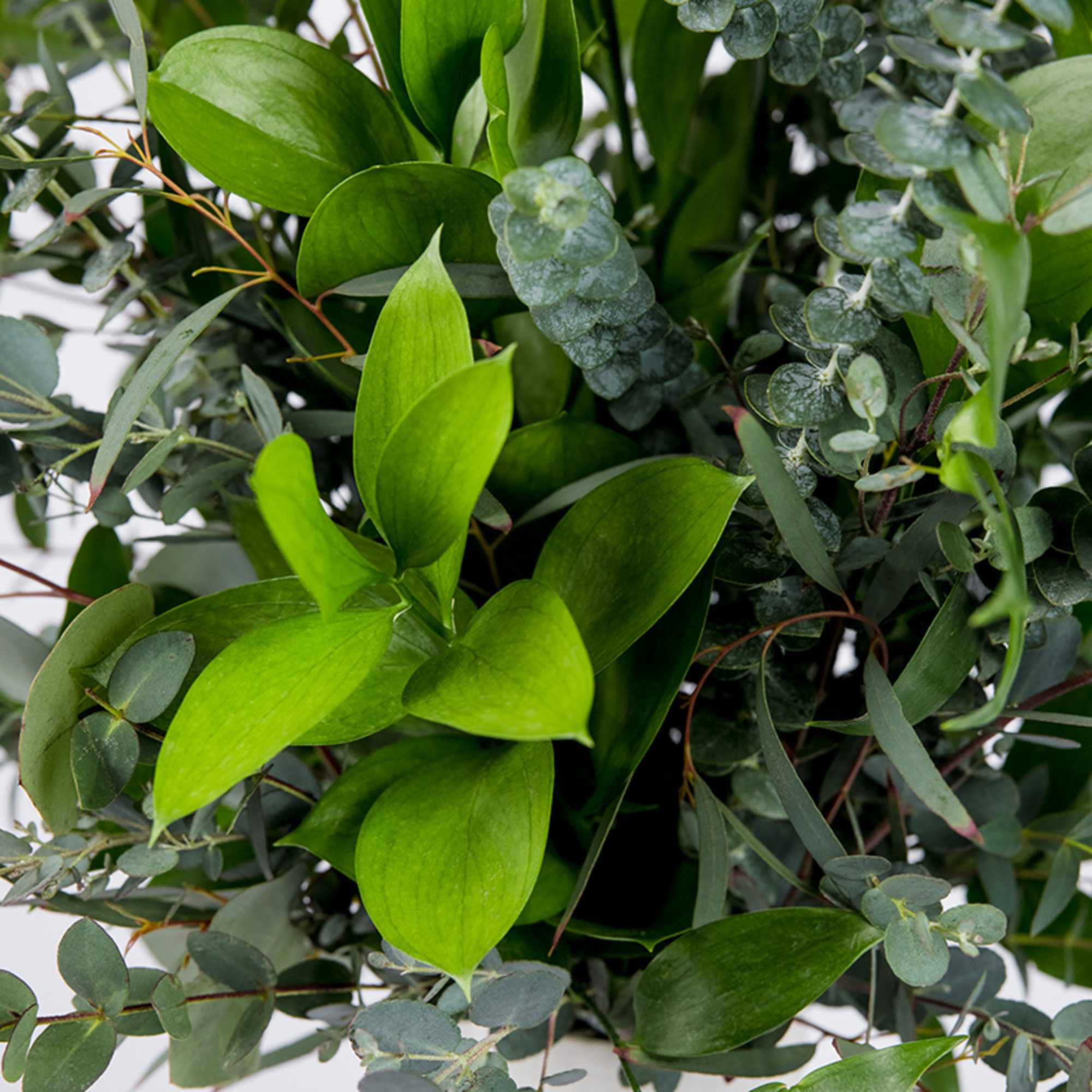 A little green peace of mind we designed with the wildest greens, photo 2 of 4