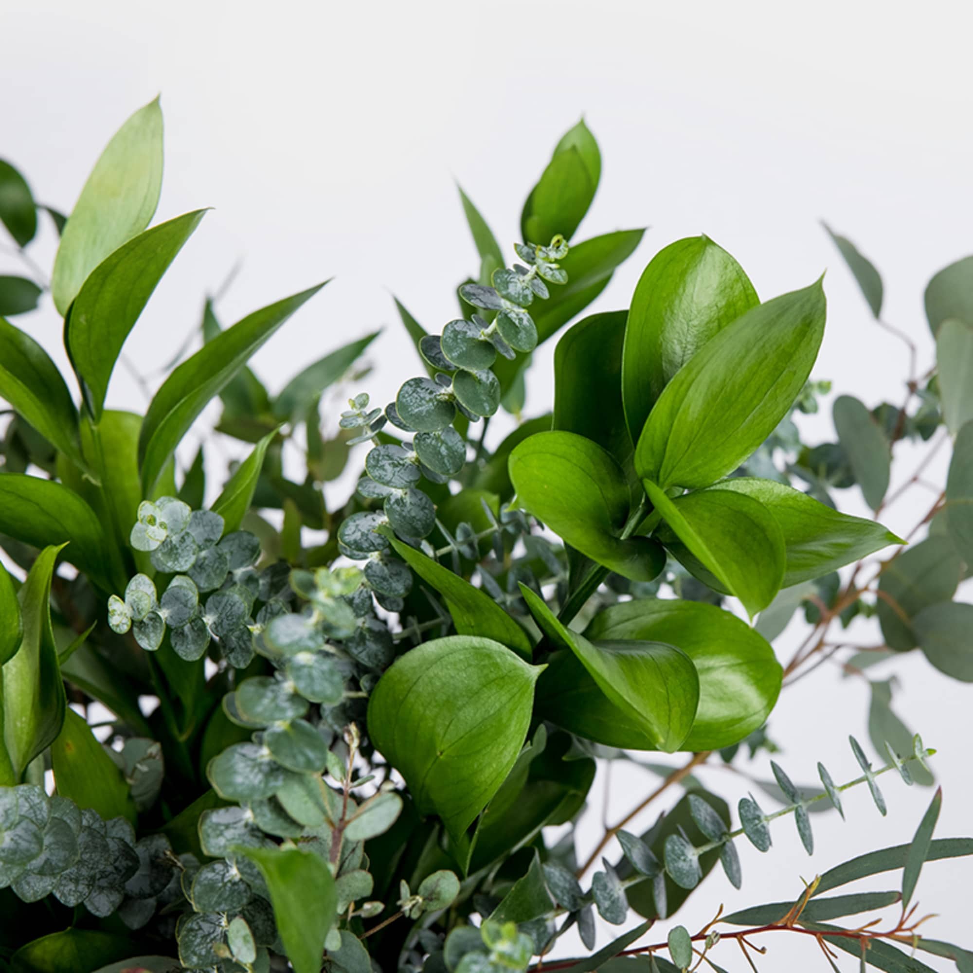 A little green peace of mind we designed with the wildest greens, photo 3 of 4