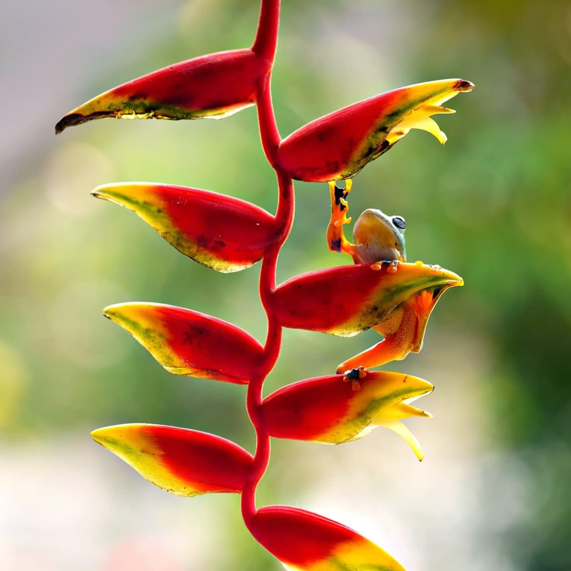 Hanging red and yellow tropical flower stem with a small frog peeking from one bract