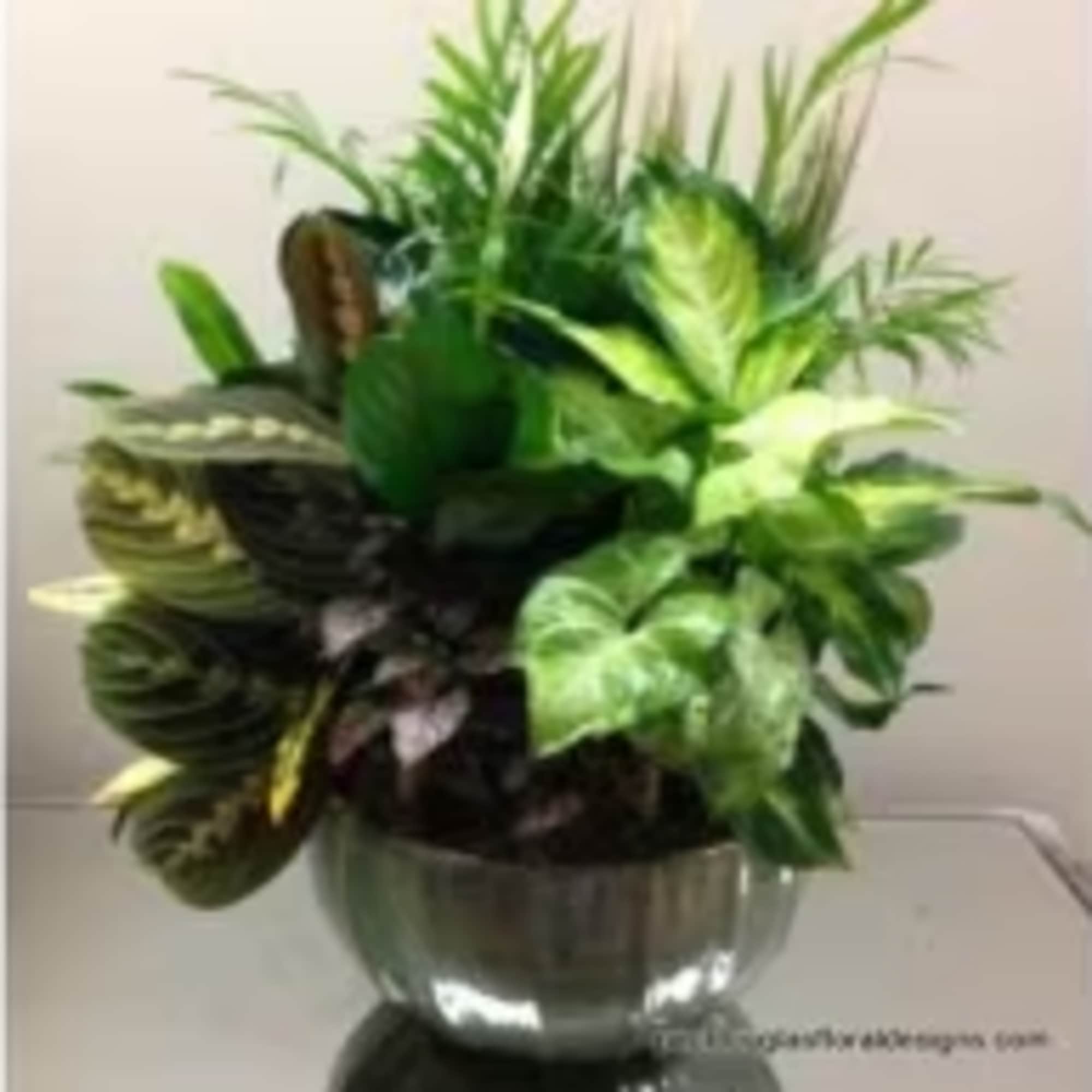A classic ceramic dish garden is the perfect gift for many occasions