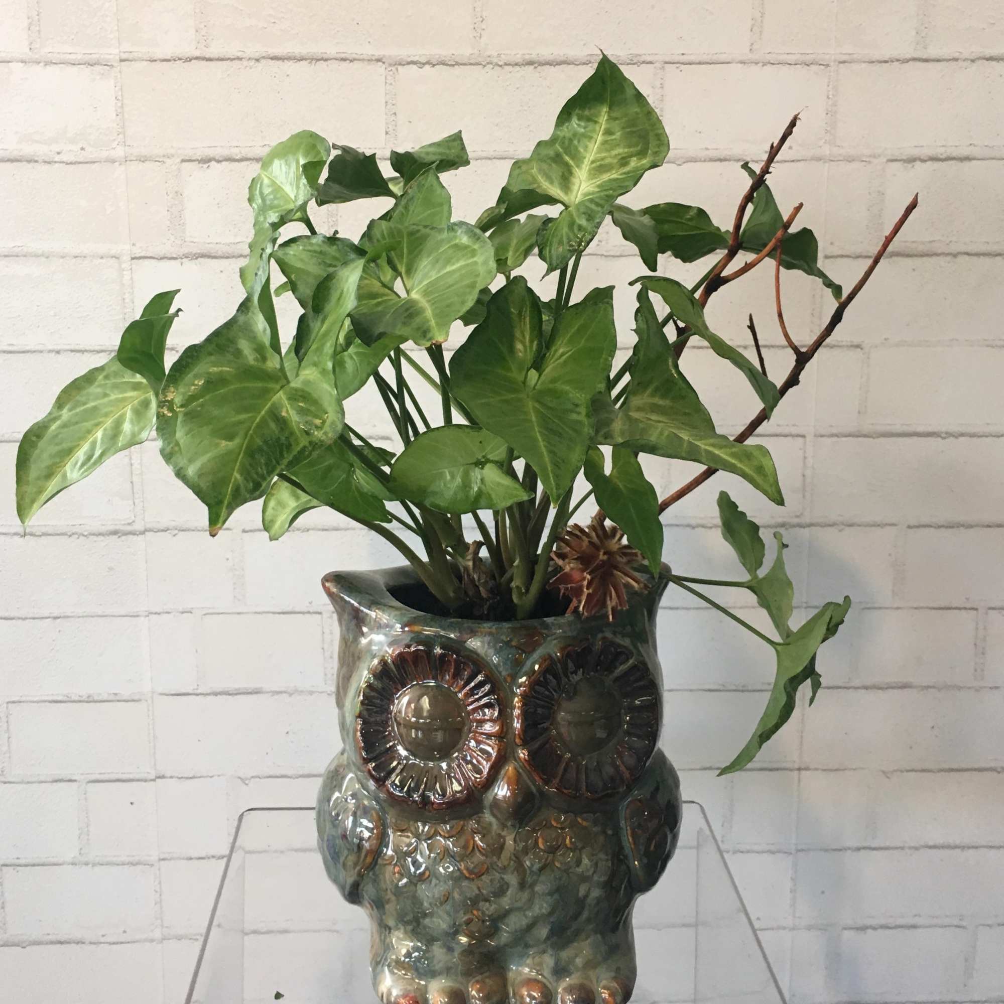The Split Leaf Philodendron, also known as Monstera deliciosa, is a tropical, photo 4 of 5