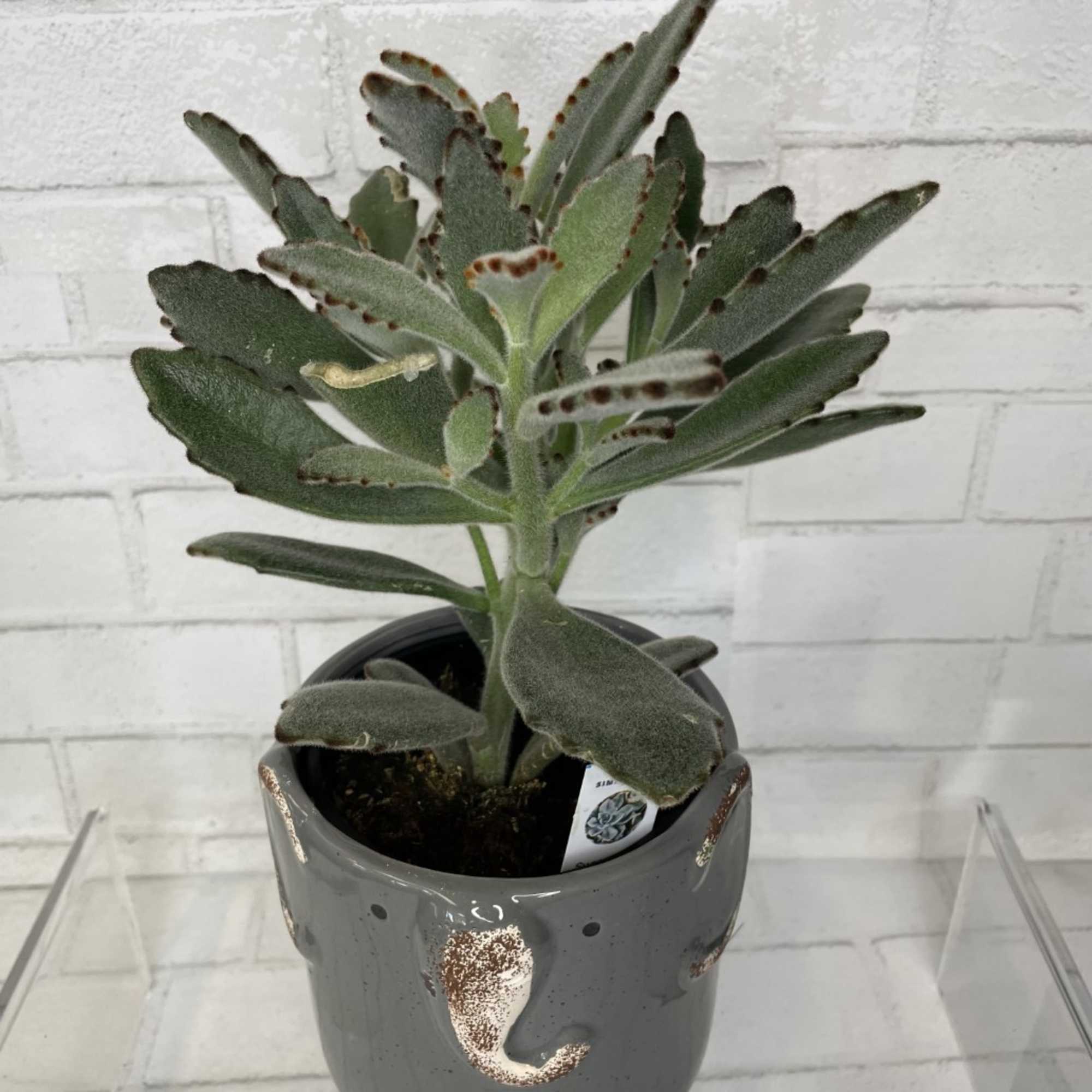 The Split Leaf Philodendron, also known as Monstera deliciosa, is a tropical, photo 2 of 5
