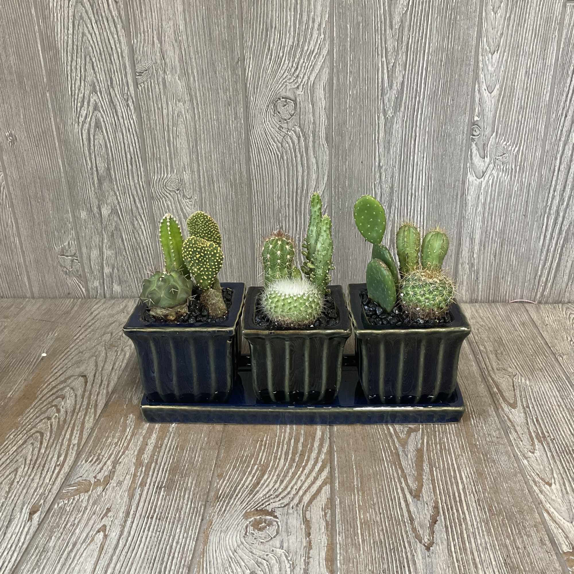 Three ceramic pots on a matching tray each potted with various cacti.