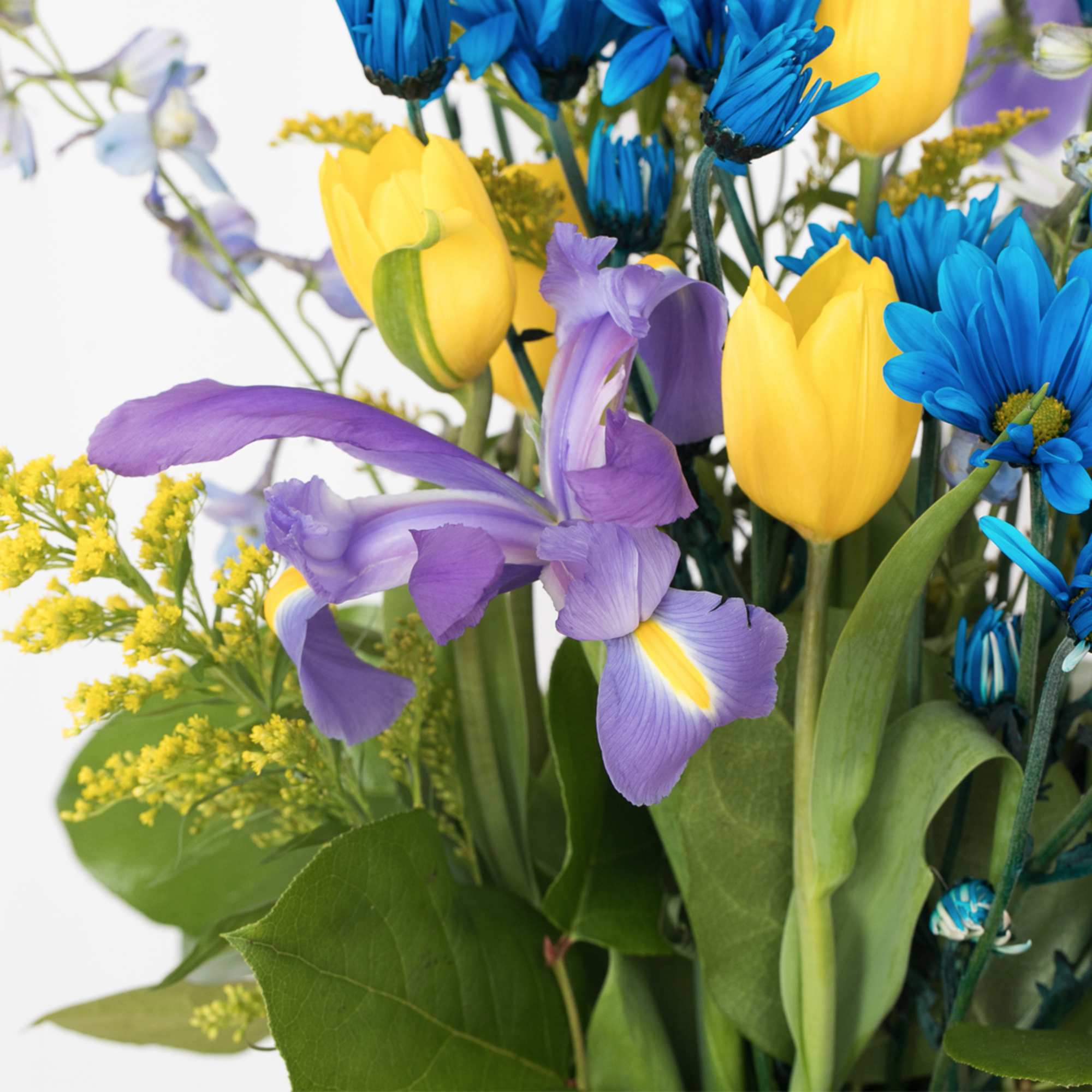 Bouquet with purple iris, yellow tulips, and bright blue daisies with yellow filler flowers