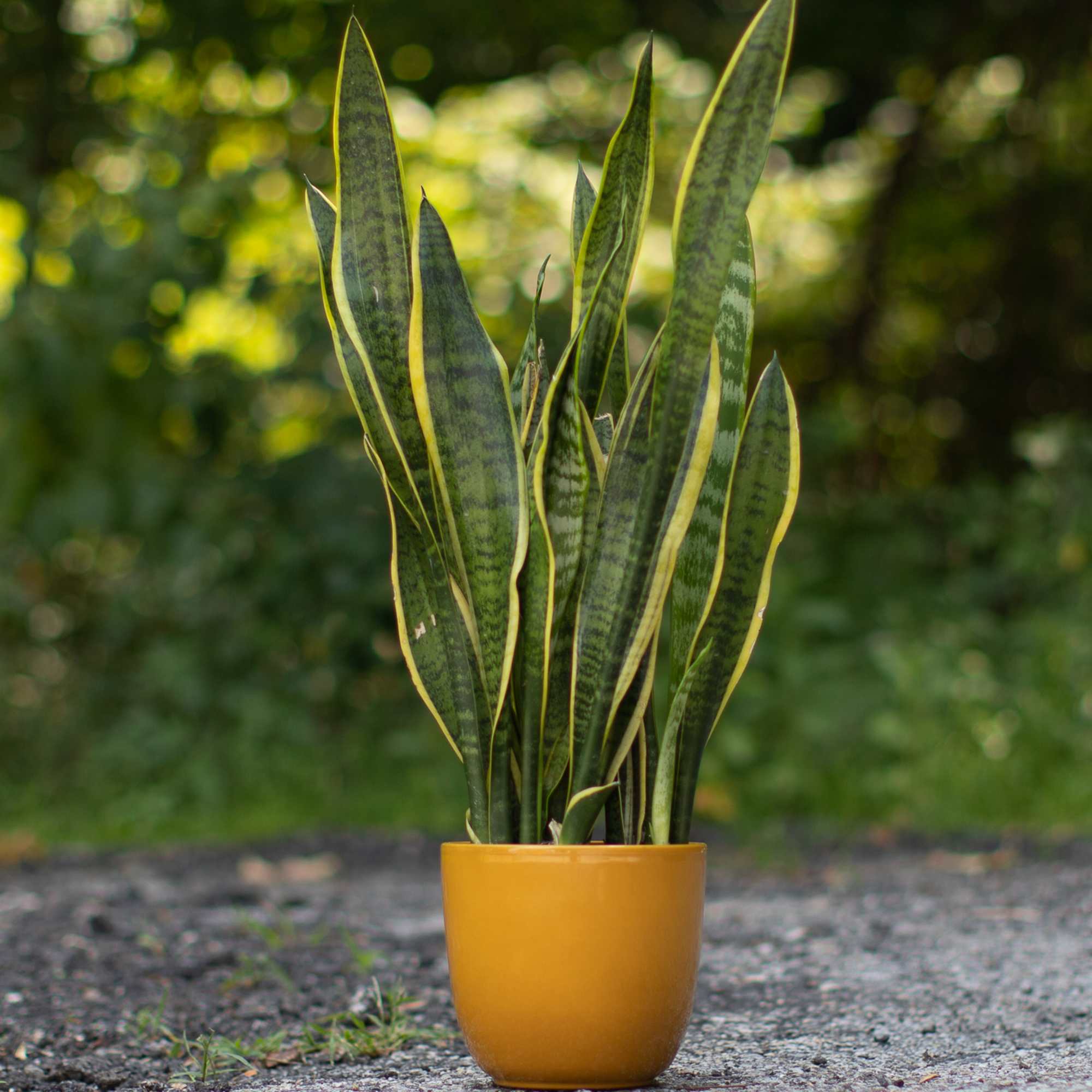 Snake plant in a mustard-yellow pot