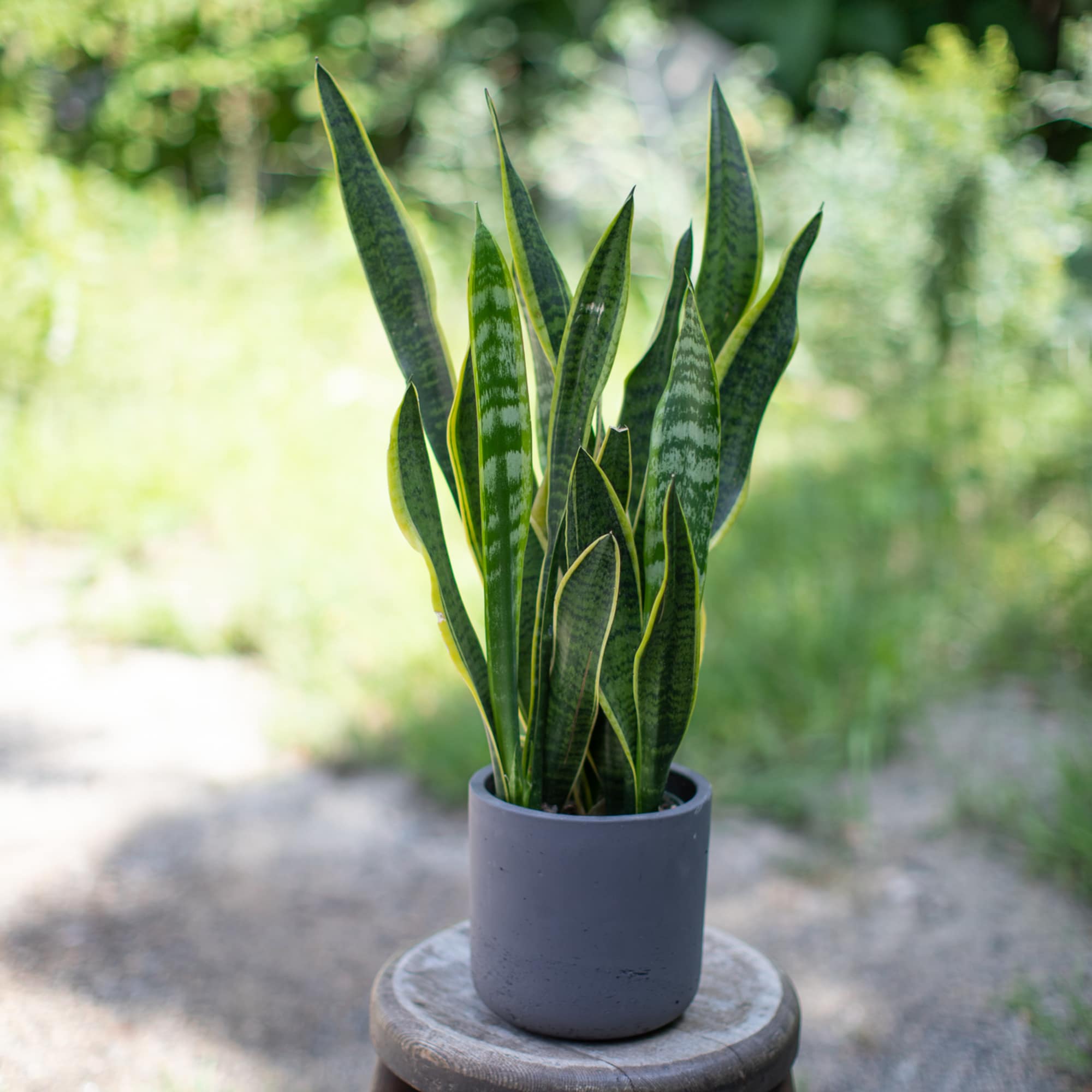 Potted snake plant in a gray container on a wooden stool