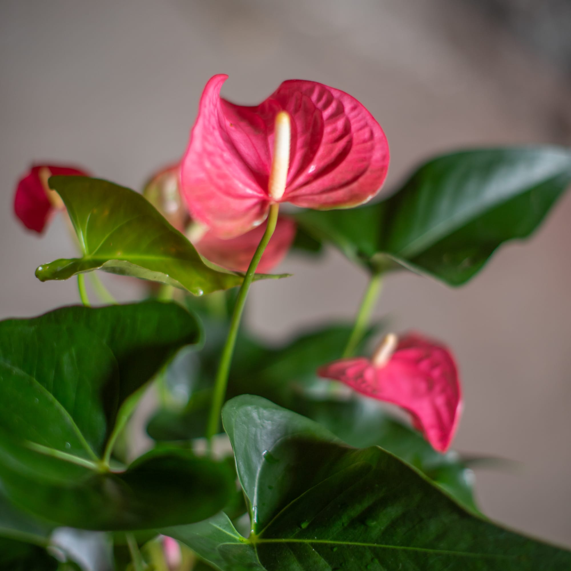 Pink anthurium flowers in a white pot