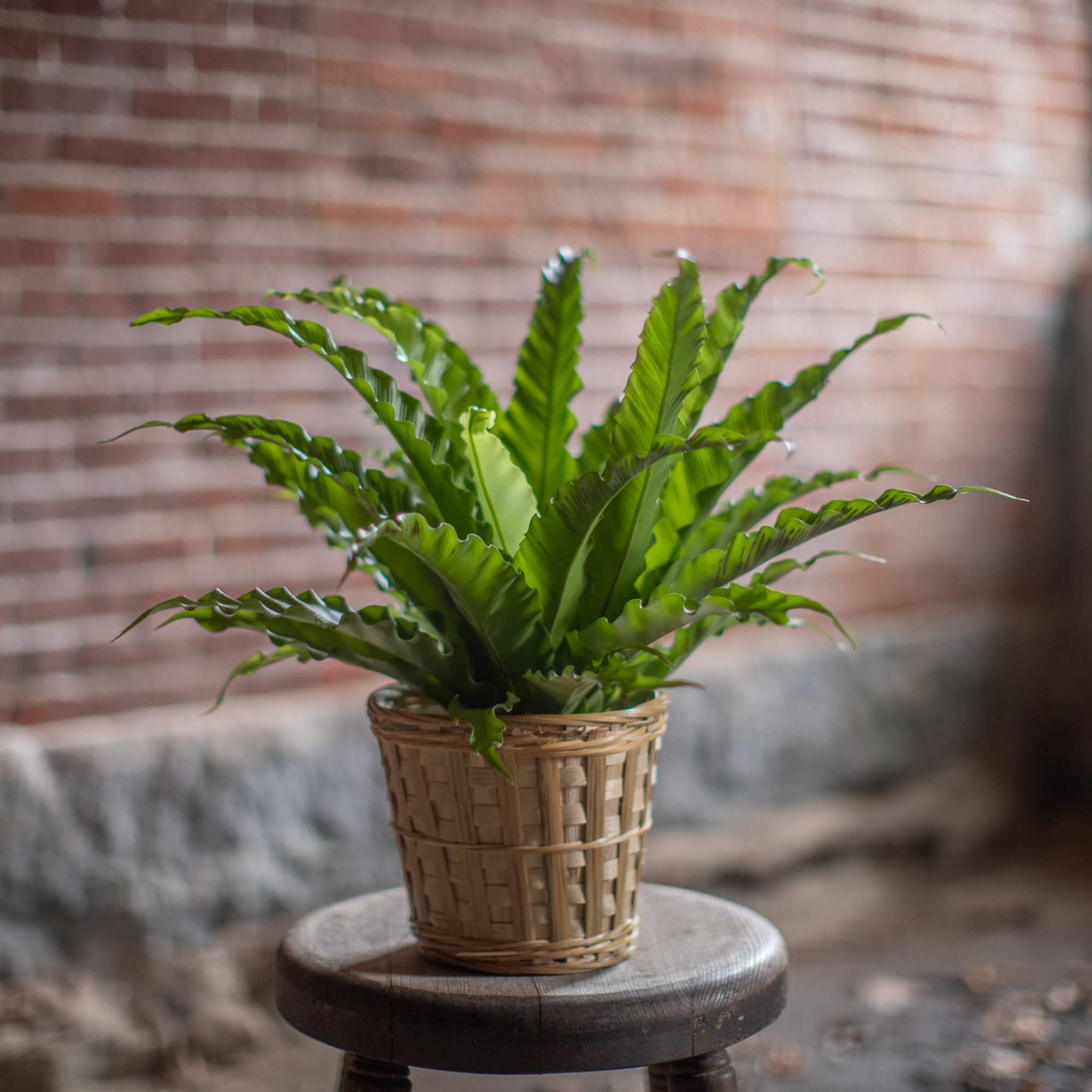 Potted green fern in a woven basket planter