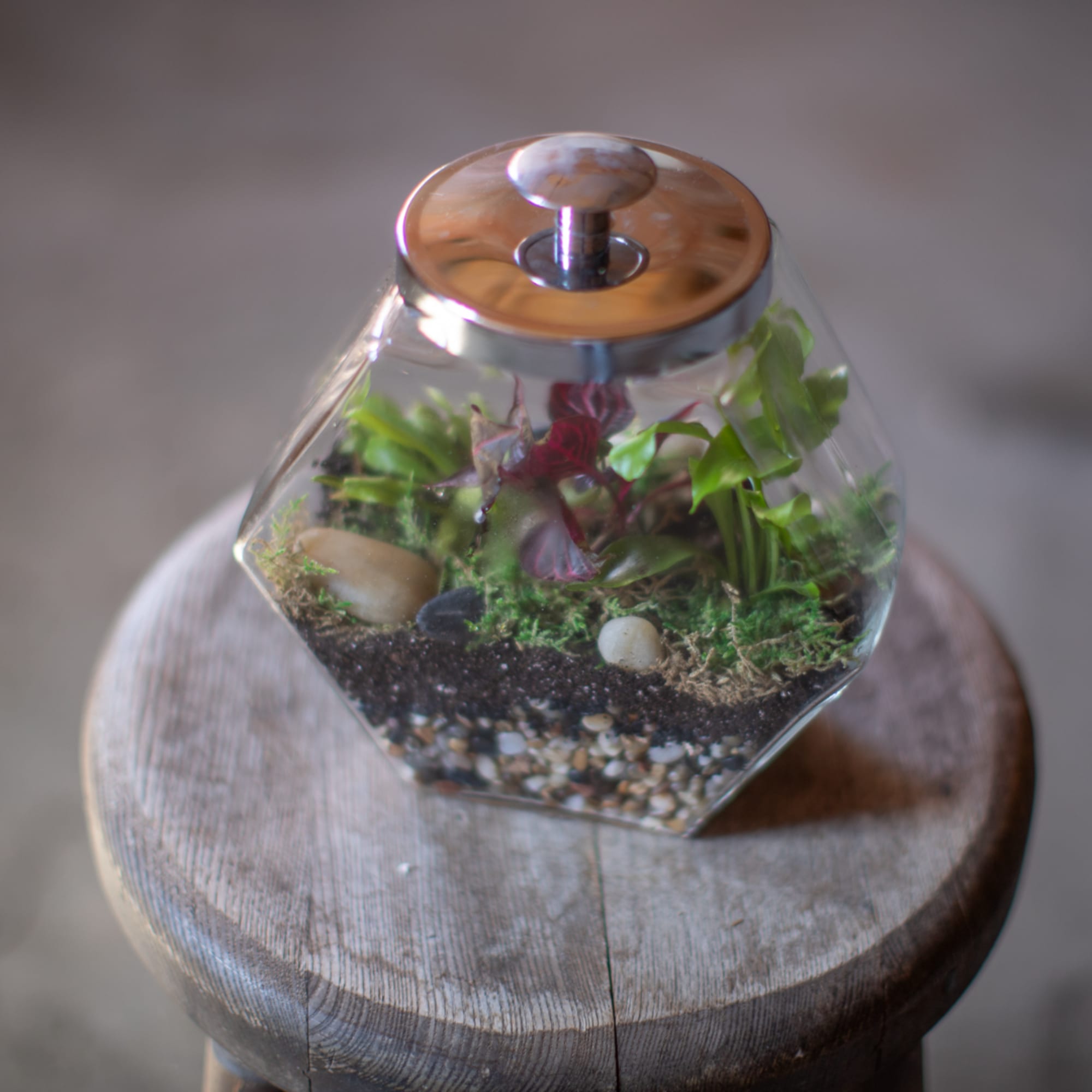 Small geometric glass terrarium with plants and pebbles on a wooden stand