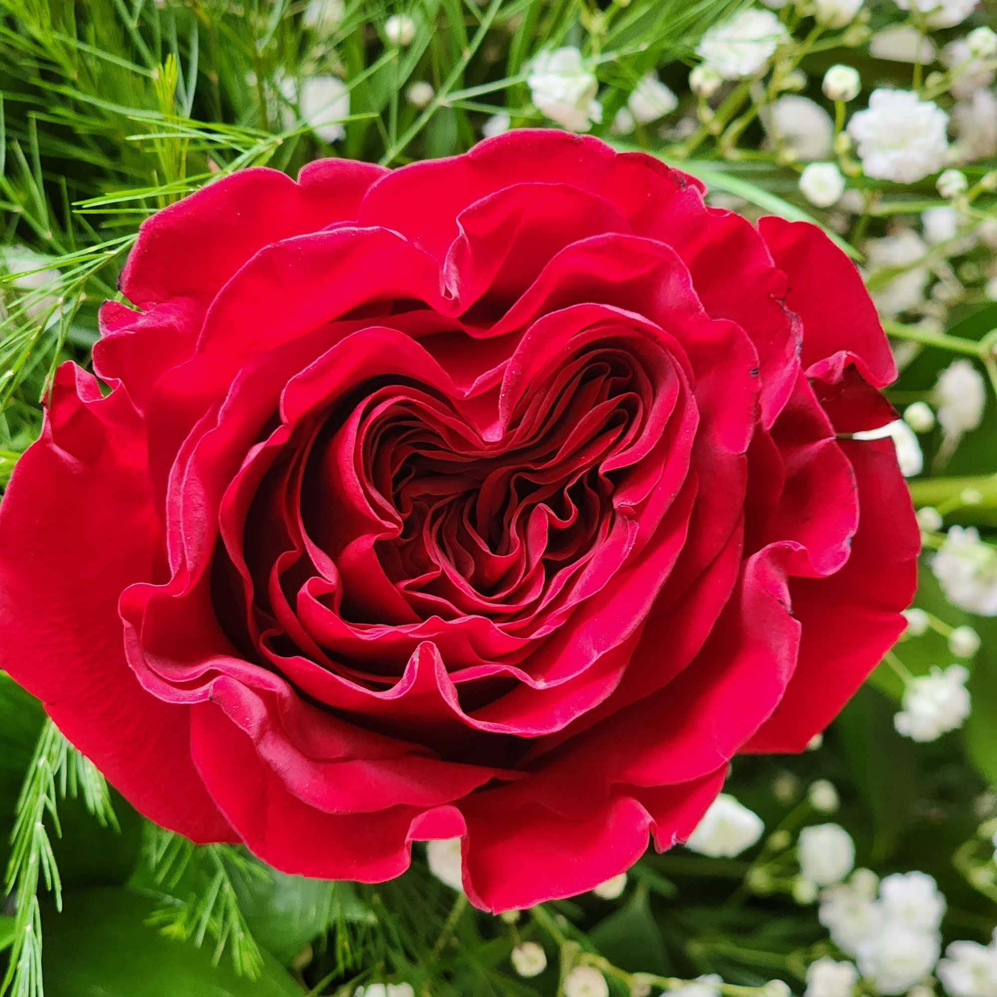 Close-up of a red rose with white baby's breath