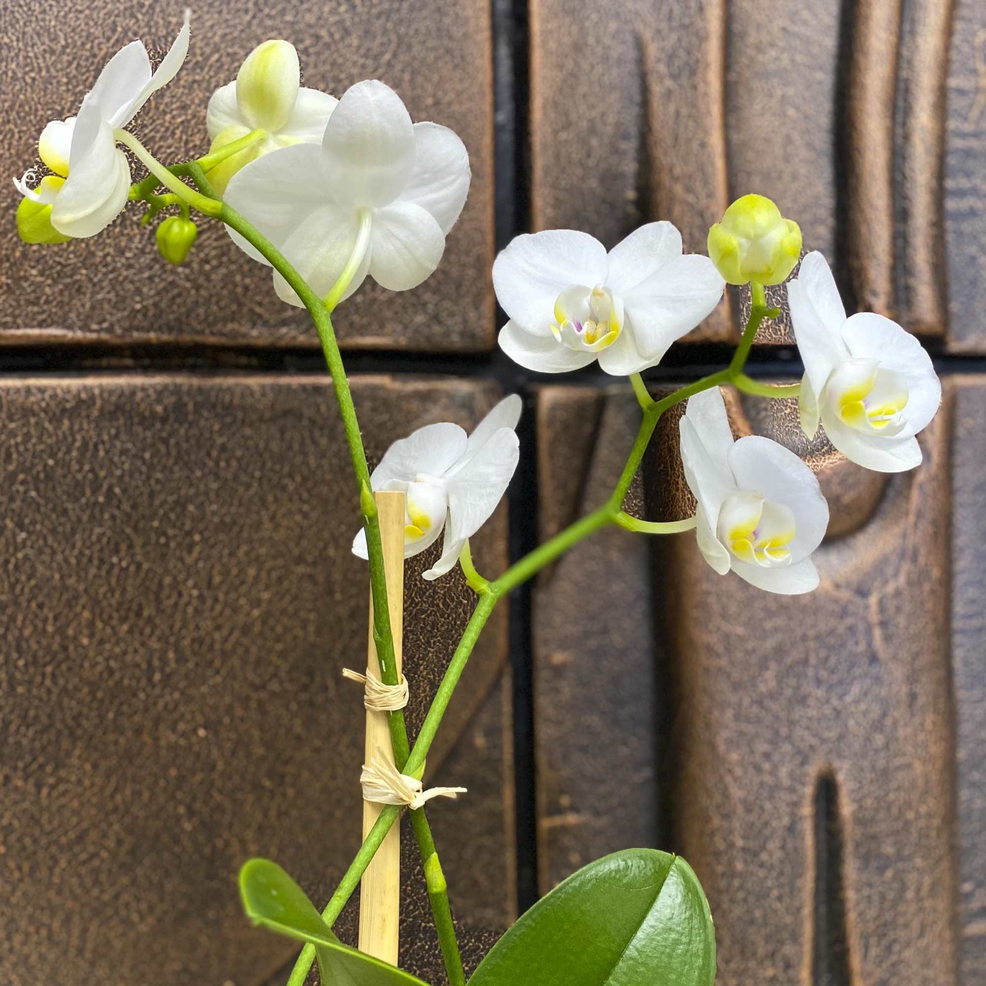 White orchid blooms on a green stem with a support stake