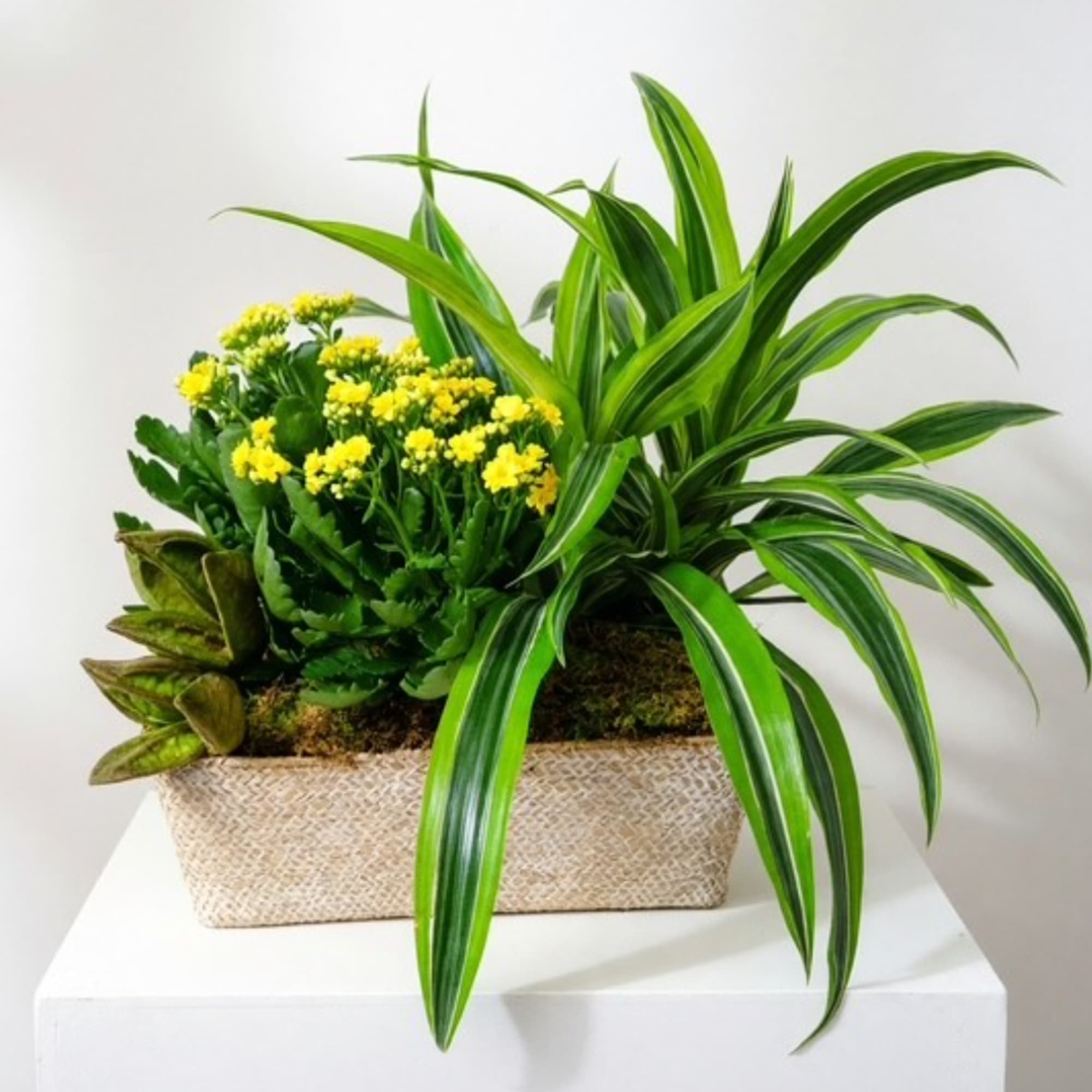 Potted plant arrangement with yellow flowers in a woven rectangular basket