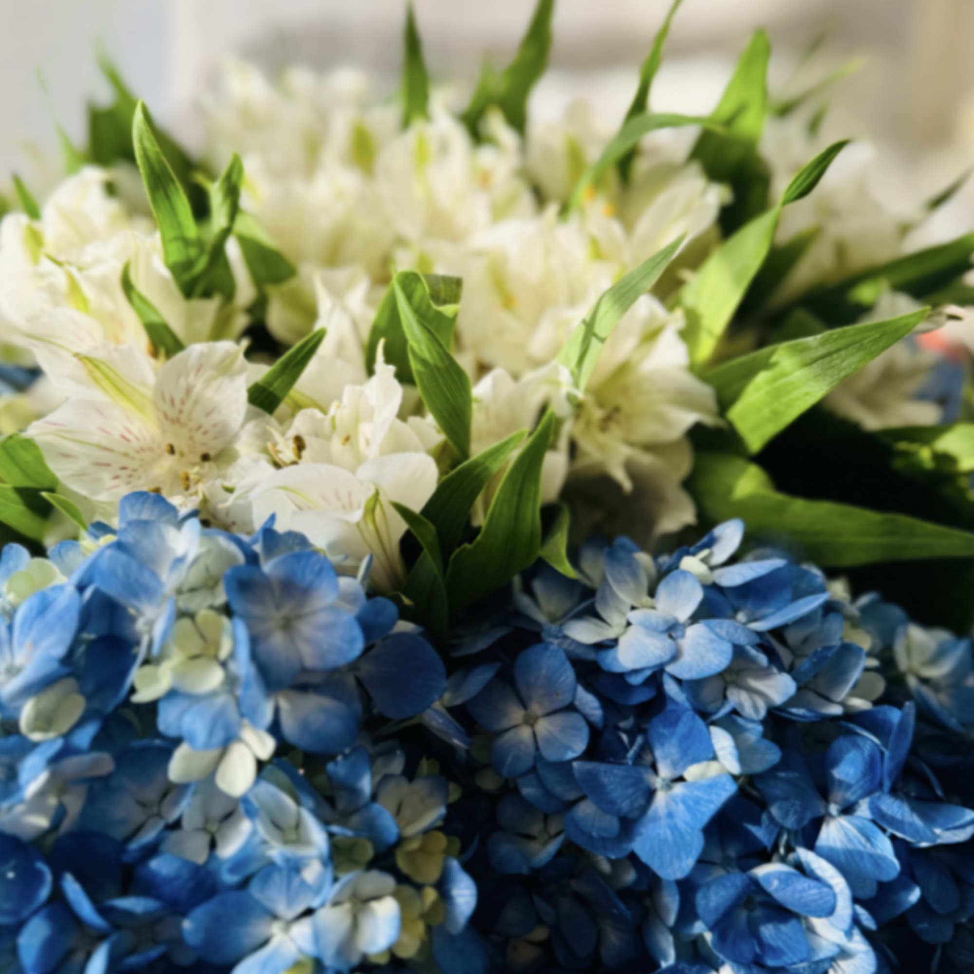 White Asters with blue Hydrangeas are one of the best choice for, photo 2 of 3