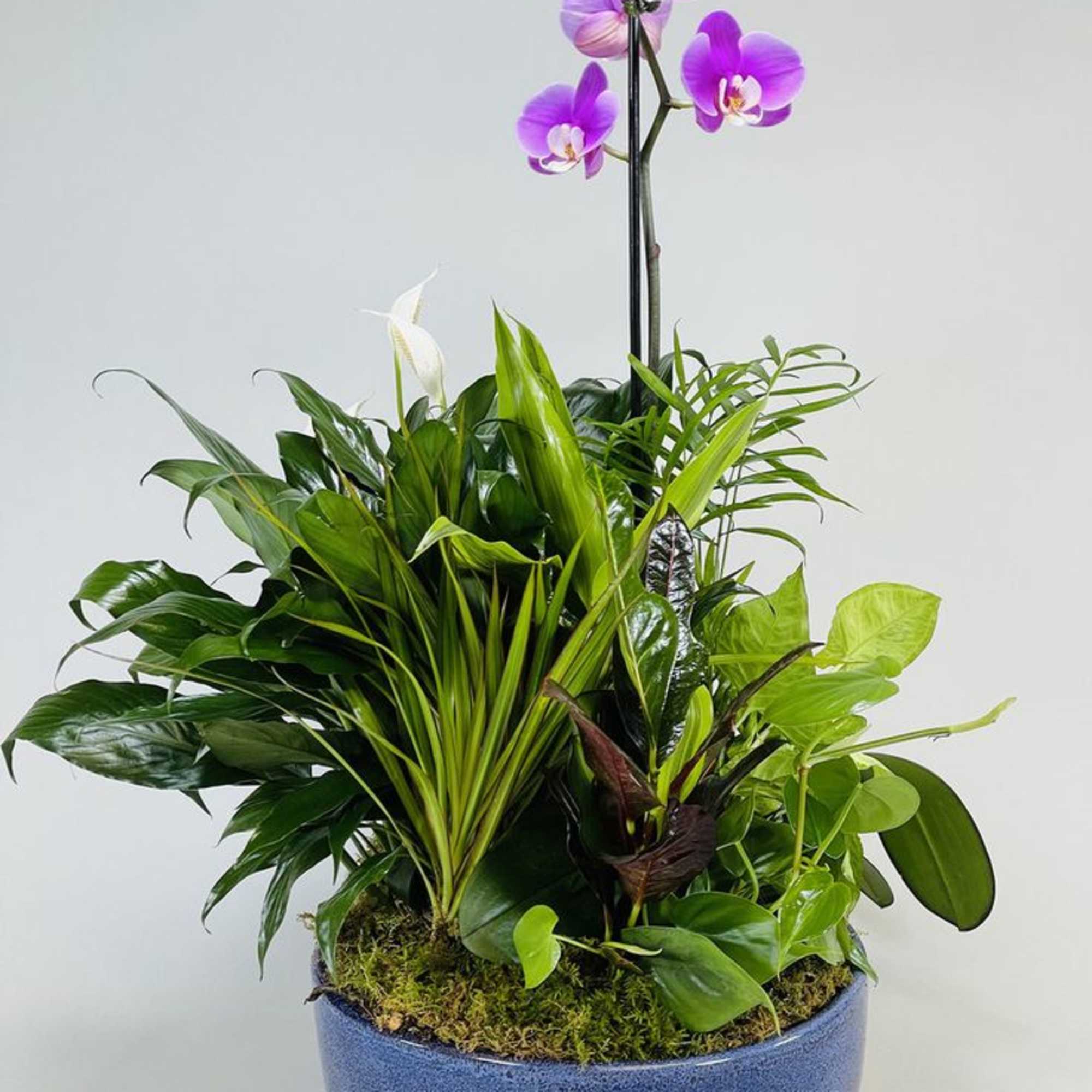 Purple orchid plant in a blue ceramic bowl with dense green foliage
