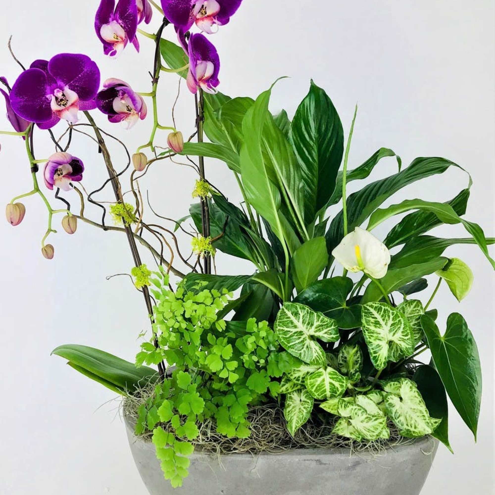 Purple orchids in a gray bowl planter with assorted green plants