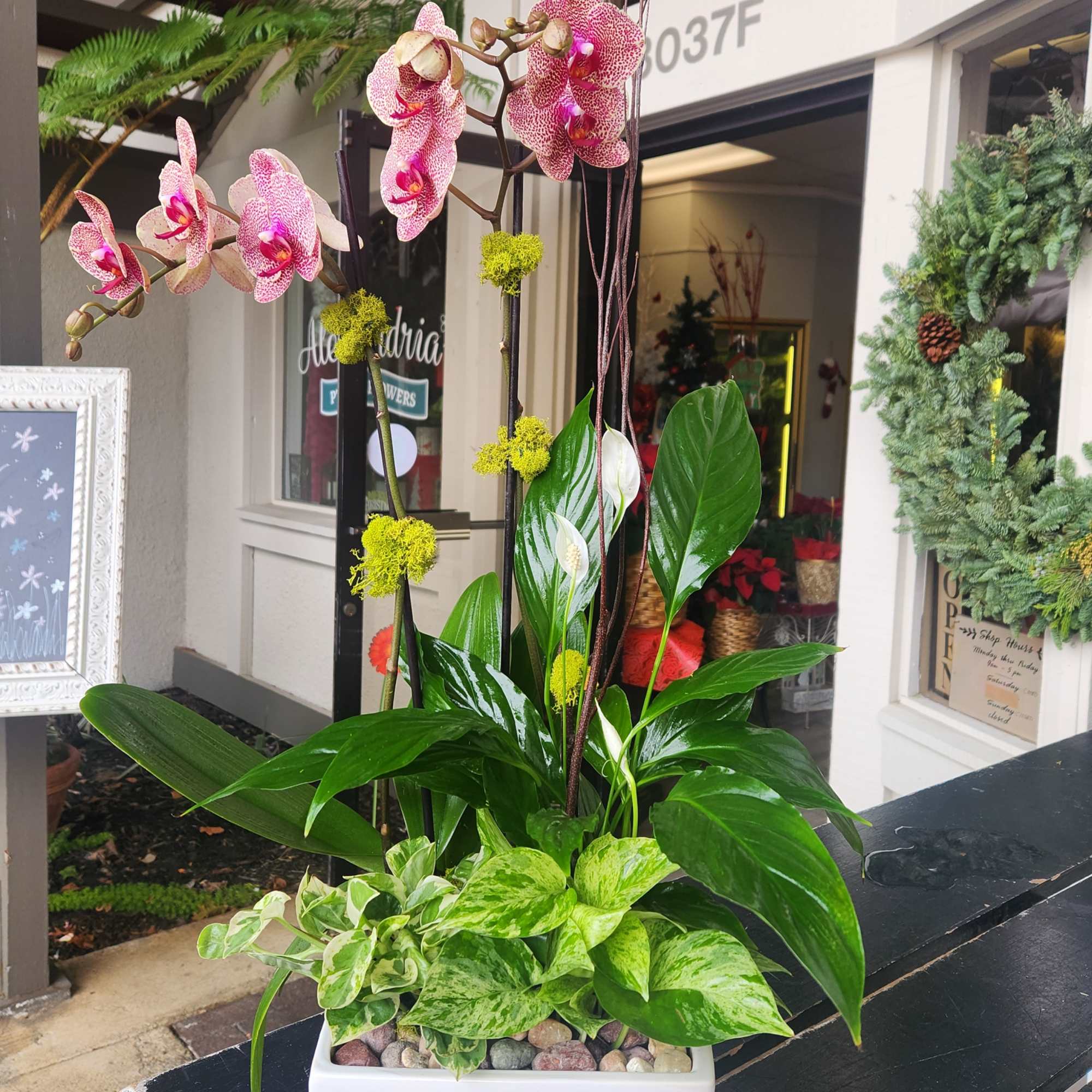 Pink orchids in a white rectangular planter with assorted green plants