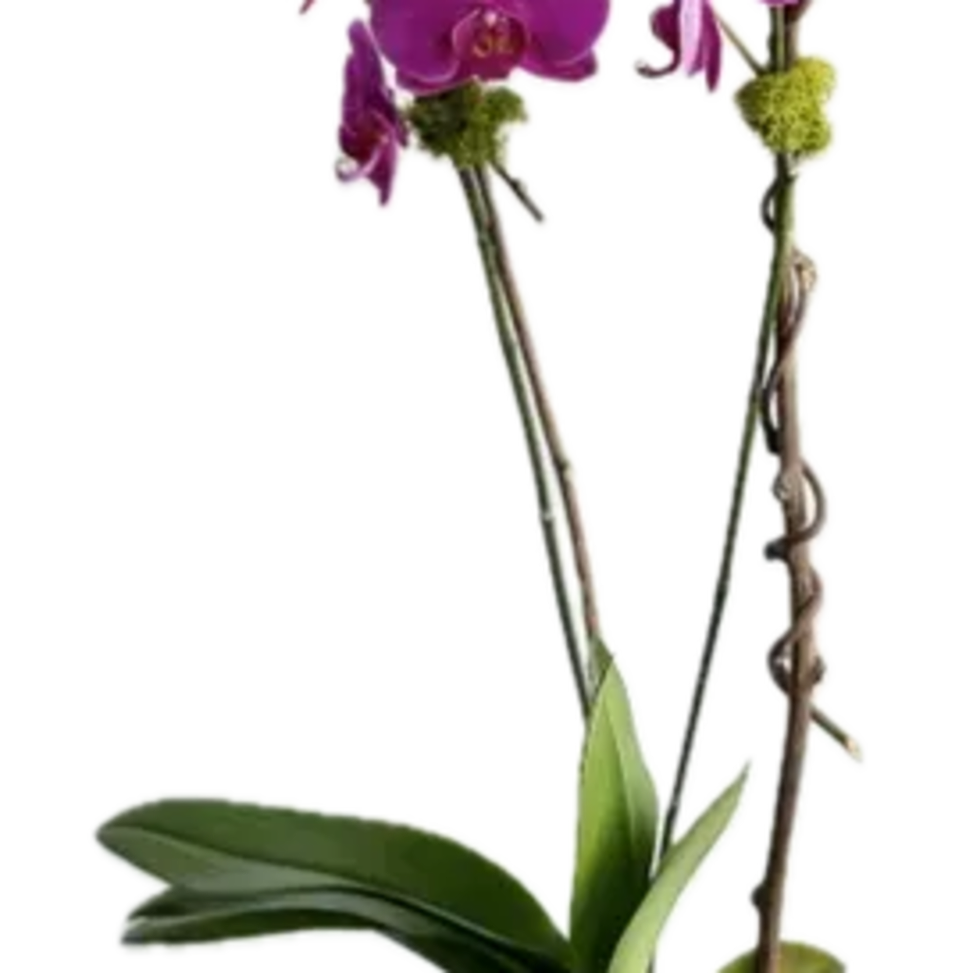The Linda Orchid plant is a double phalaenopsis orchid plant can be