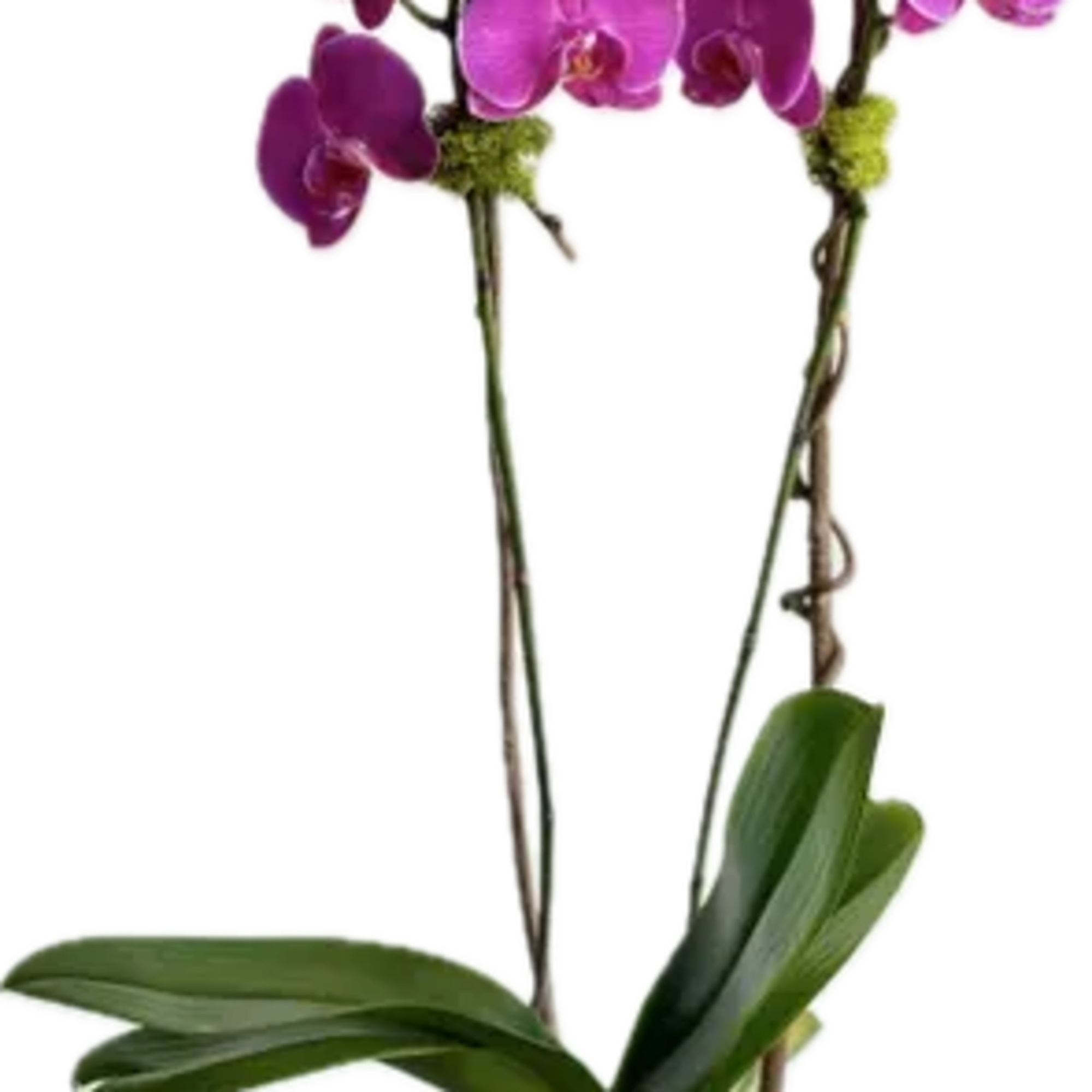 The Linda Orchid plant is a double phalaenopsis orchid plant can be, photo 2 of 2