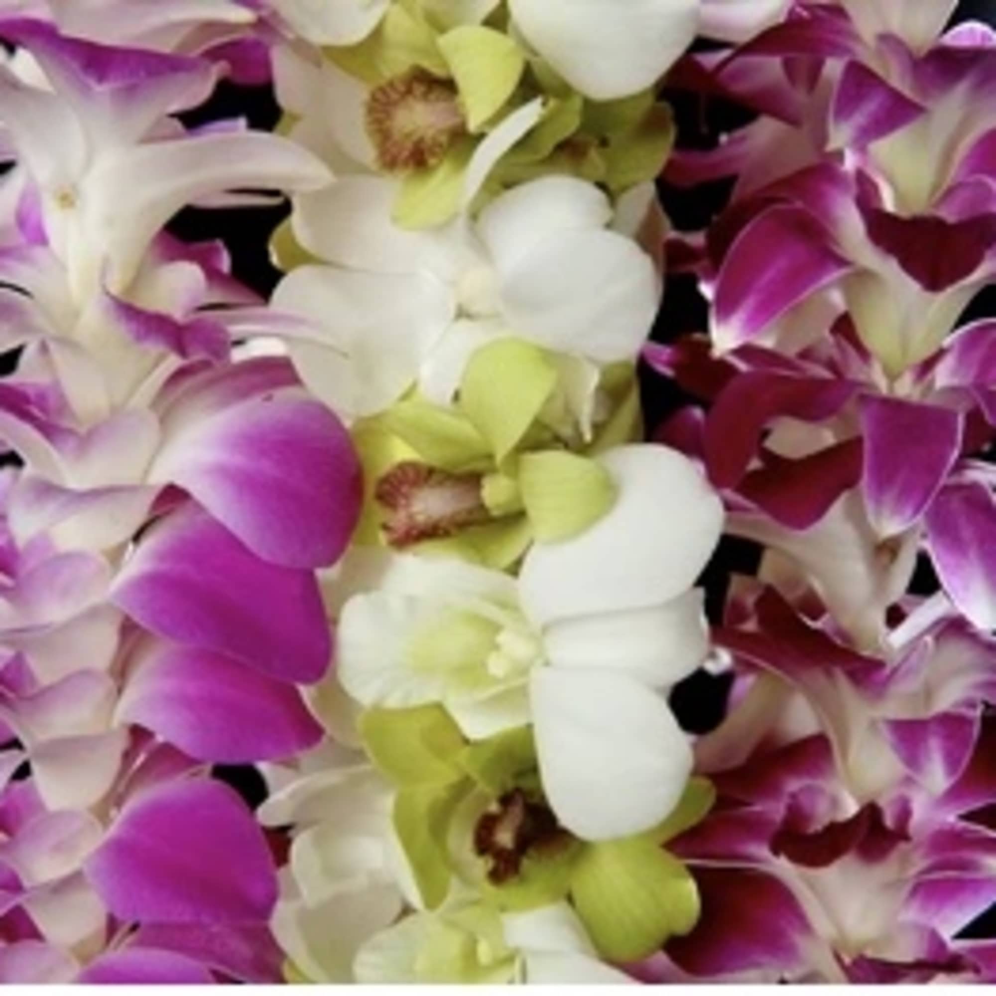 Purple, white, and green orchid blossoms arranged against a black background
