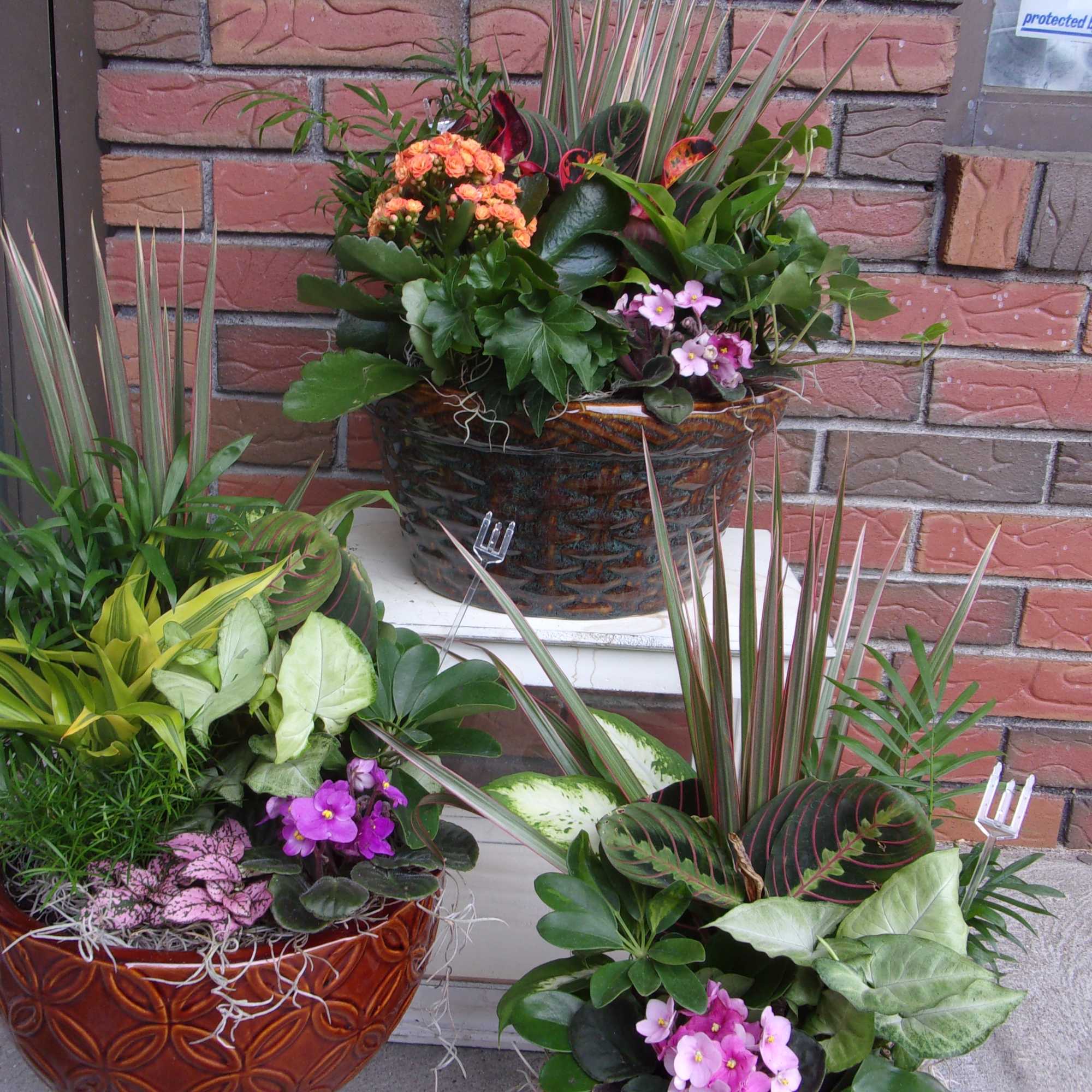Three potted mixed plant arrangements with small purple and orange flowers
