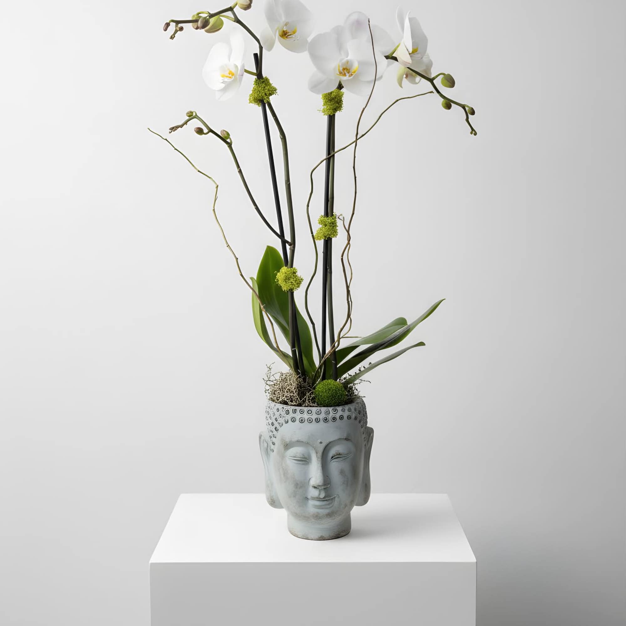 This arrangement features a large double stemmed orchid designed in a Buddha
