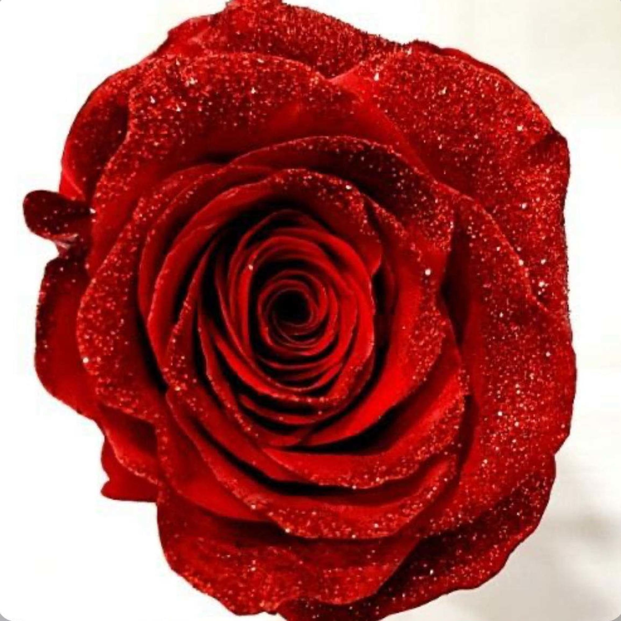 Red Glitter Roses
, photo 2 of 2