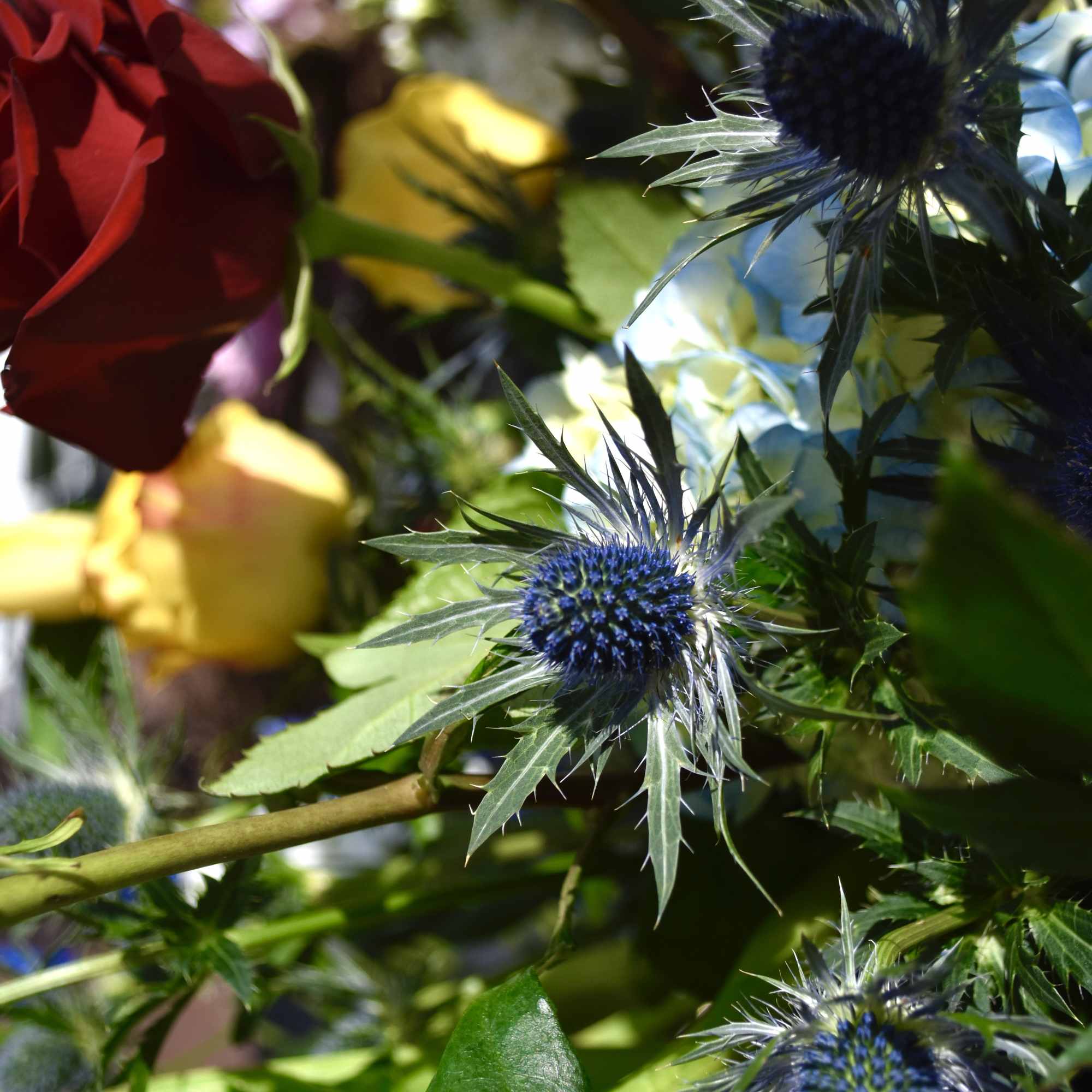 Close-up of red and yellow roses with blue thistle flowers
