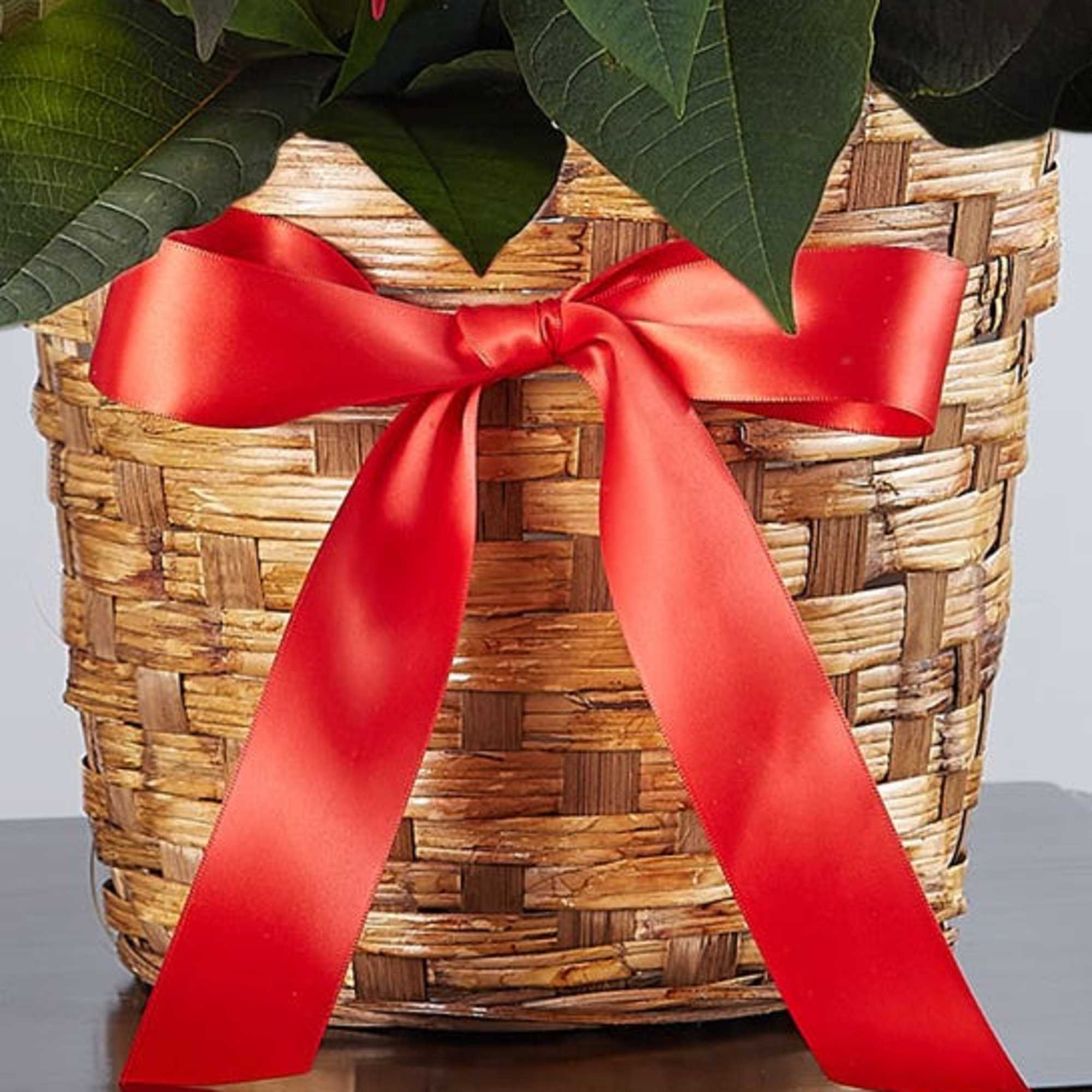 Potted plant in a woven basket with a red ribbon bow
