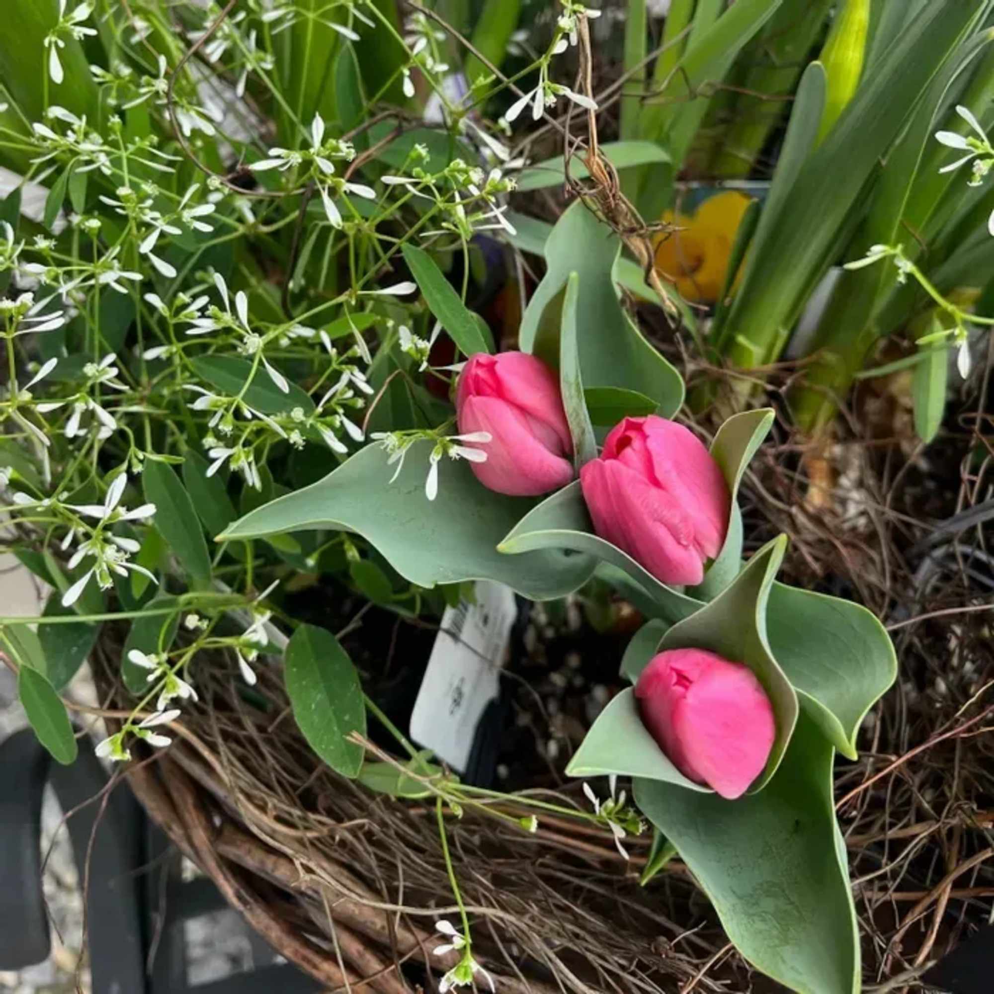 A cheerful basket overflowing with seasonal flowering annual plants, thoughtfully curated by, photo 2 of 3