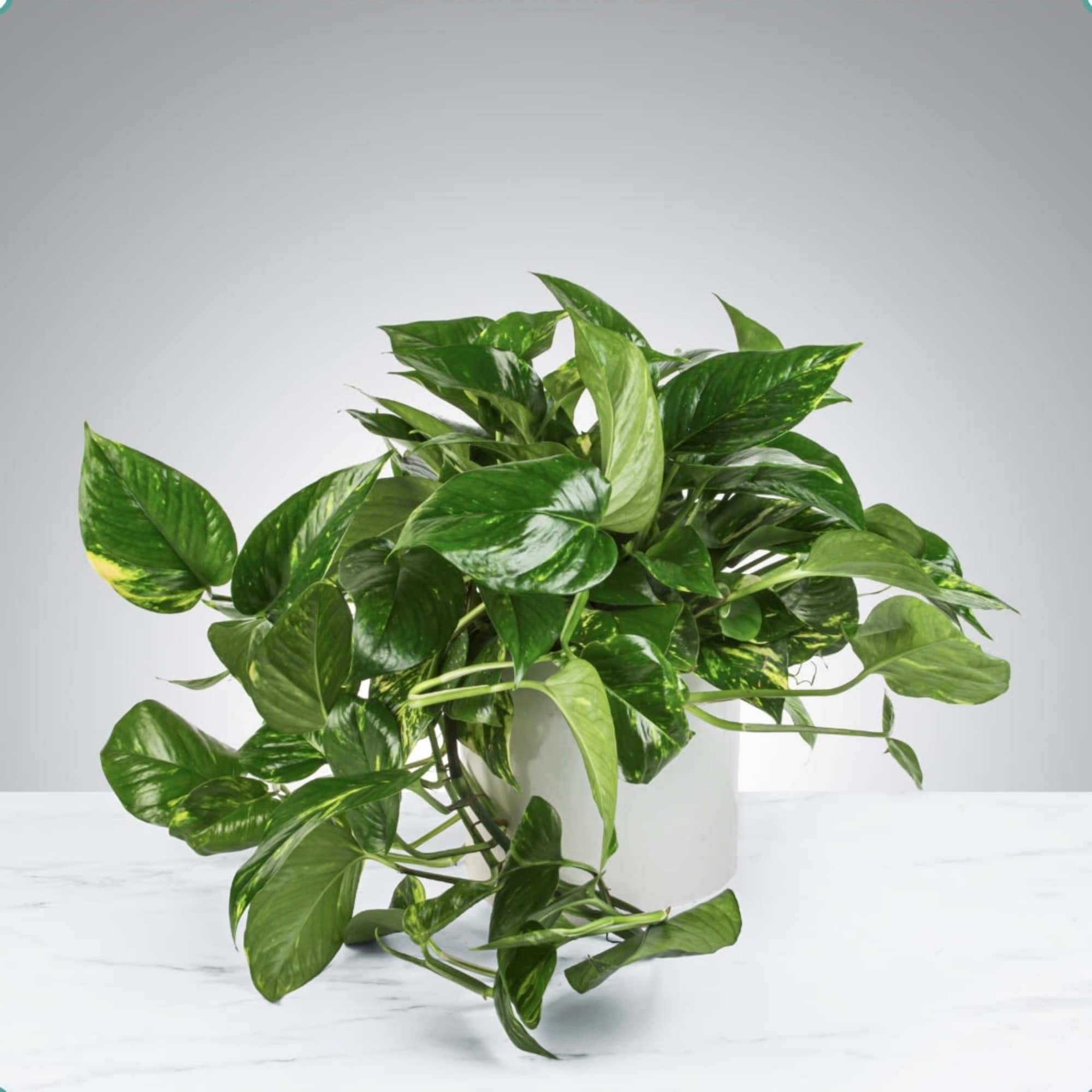 A large Pothos Plant that updates any living space. Pothos Plant's are, photo 2 of 2