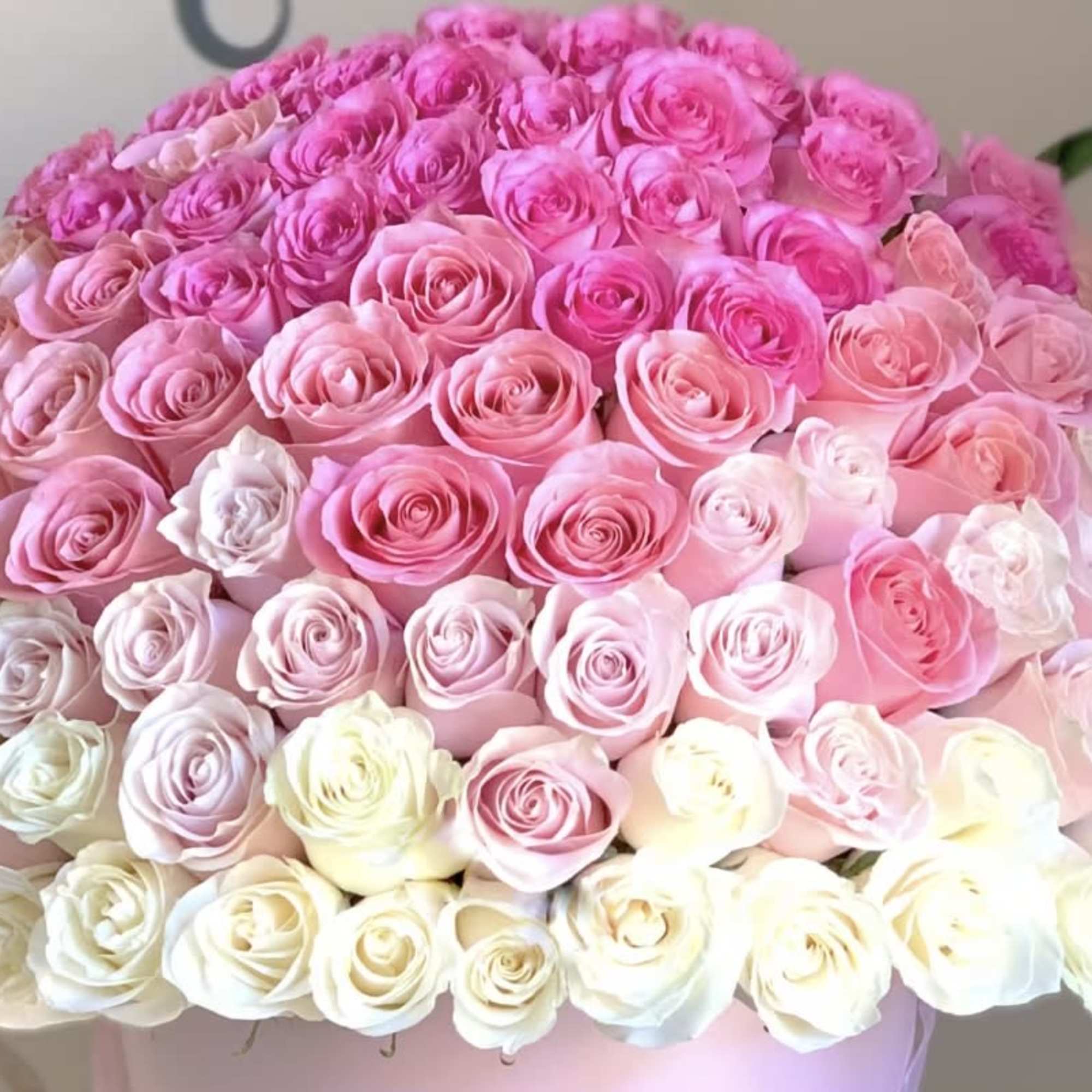 Large dome of pink and white roses arranged tightly in a round hatbox container