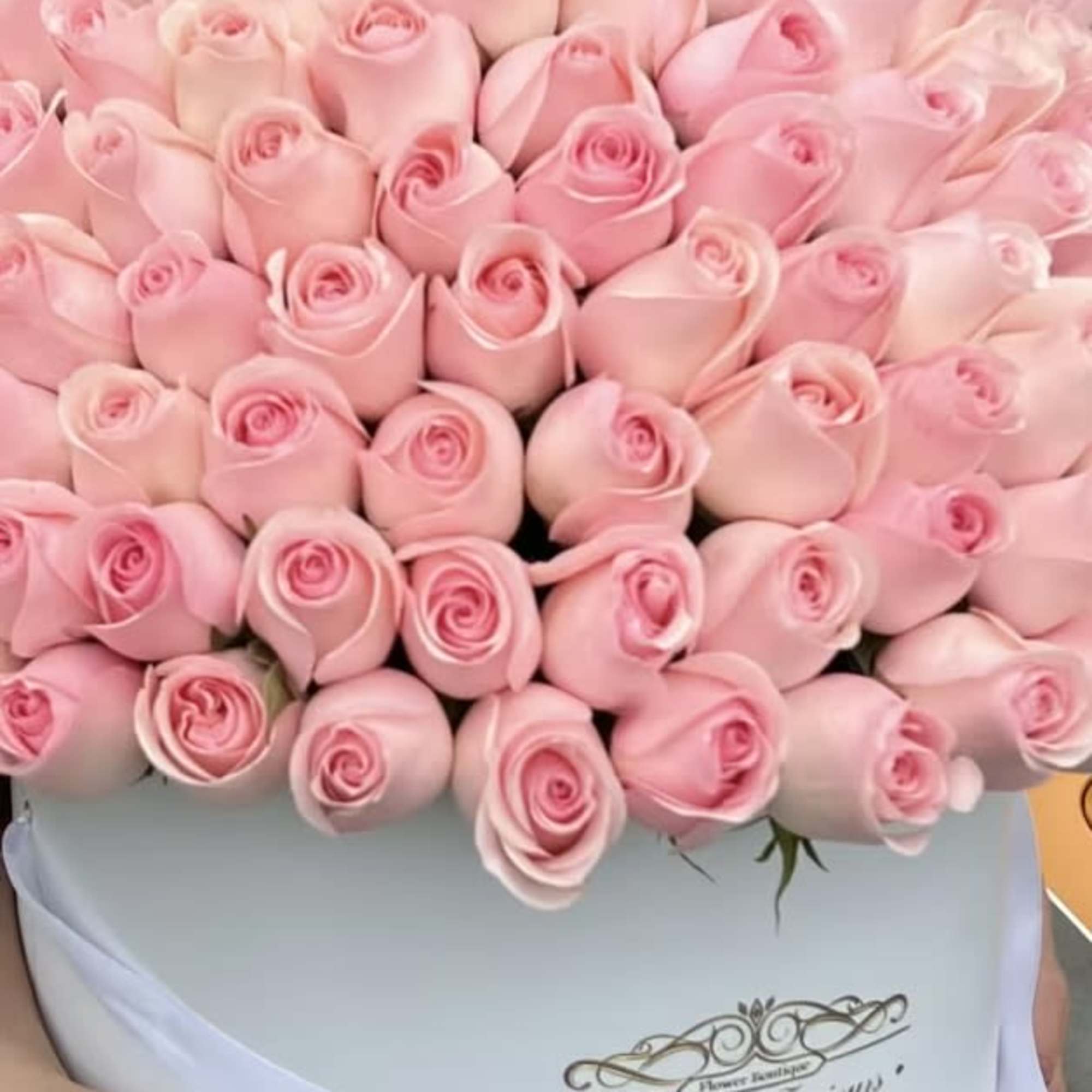 Large round box of tightly arranged light pink roses held in both hands