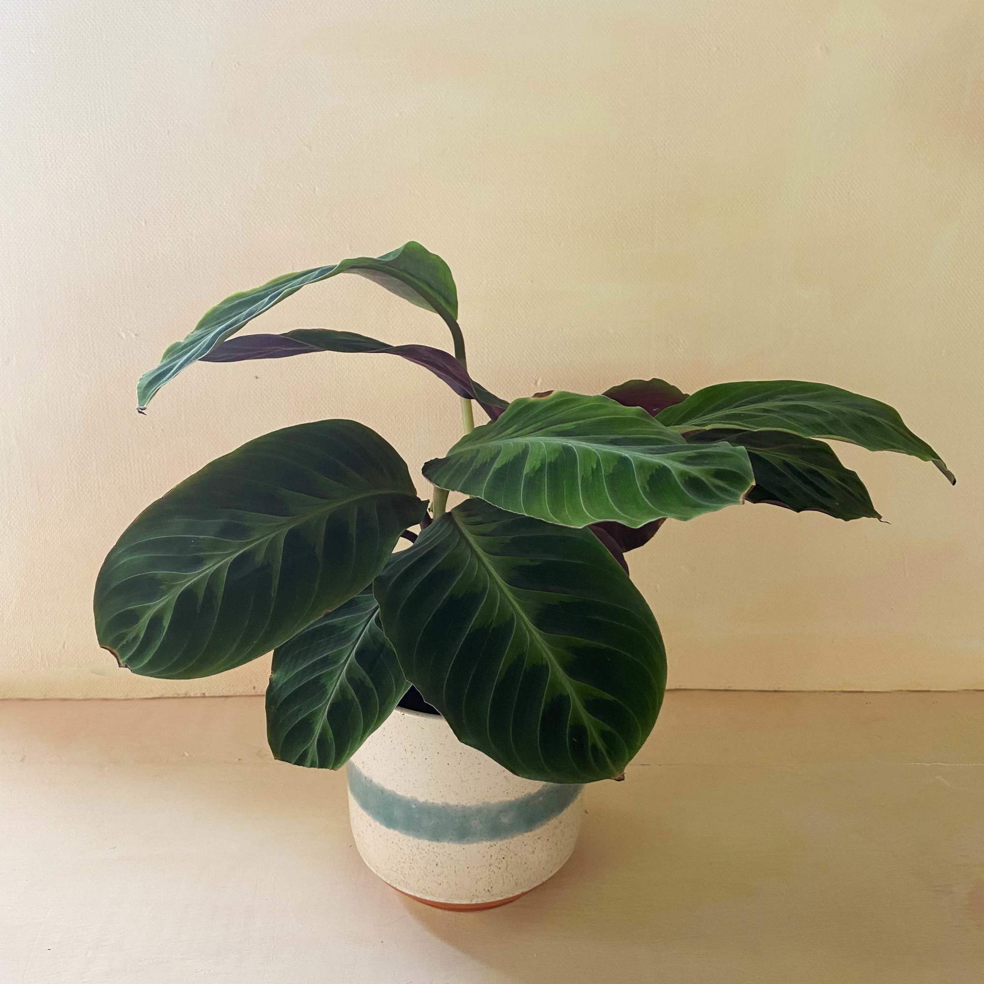 Potted green houseplant with broad leaves in a white ceramic pot