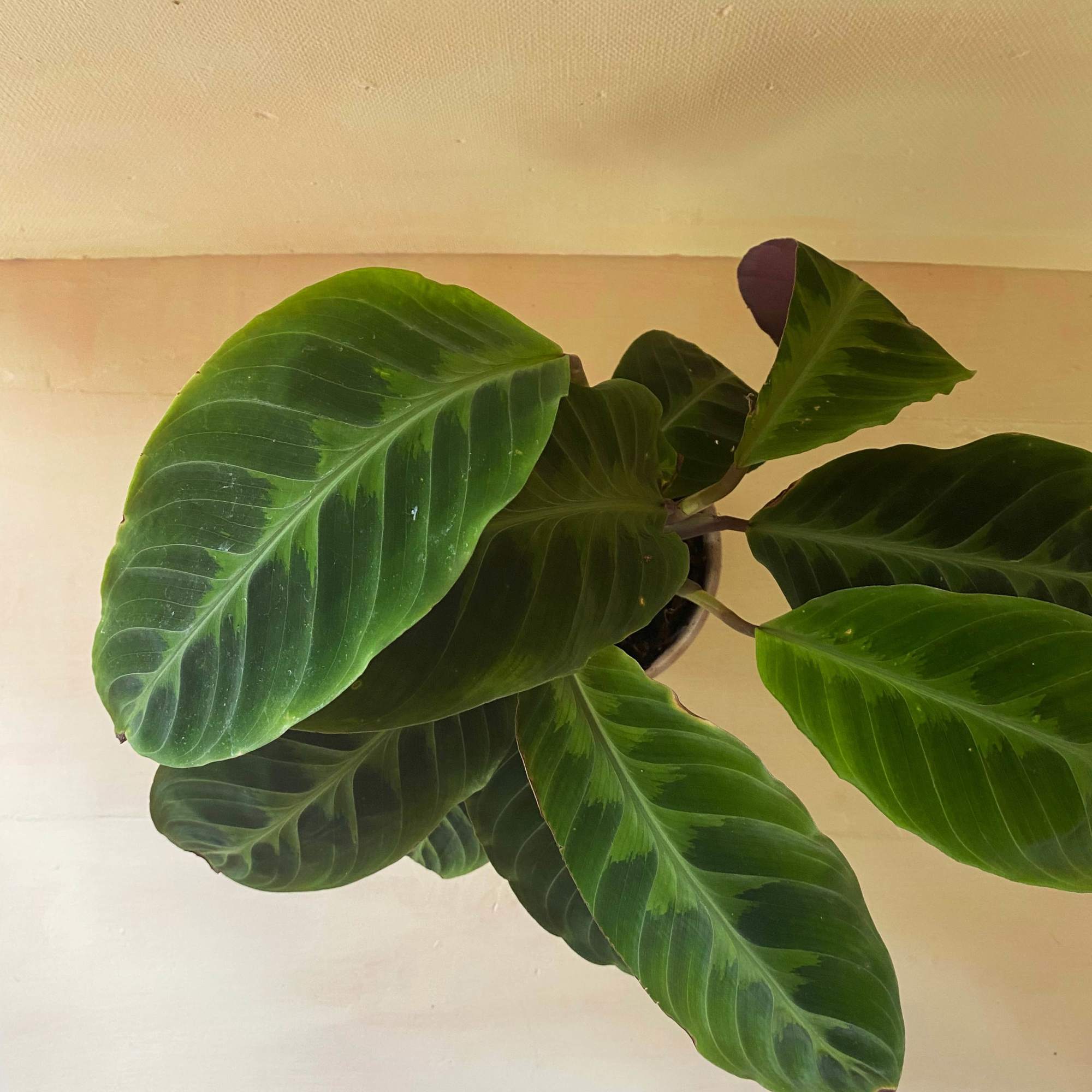 Potted green houseplant with broad oval leaves
