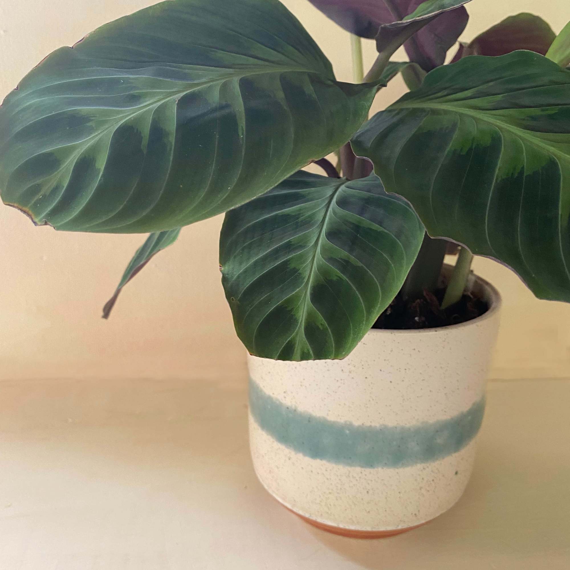 Potted green houseplant with broad dark leaves in a ceramic pot