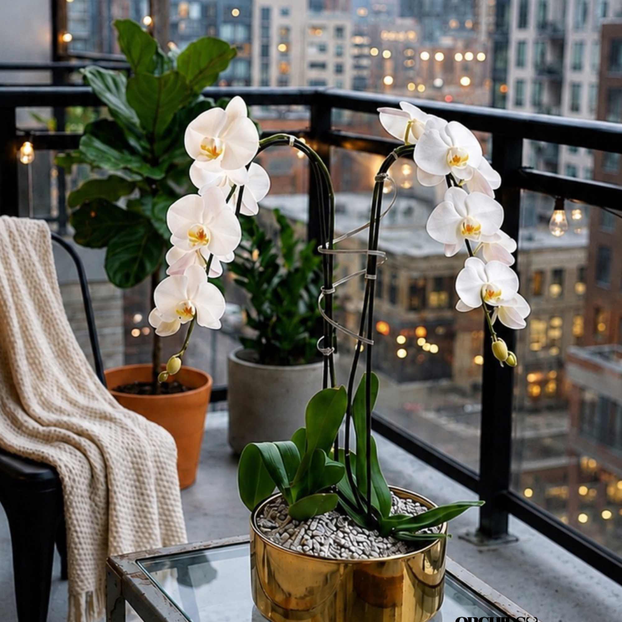 White orchids in gold pots on a balcony table