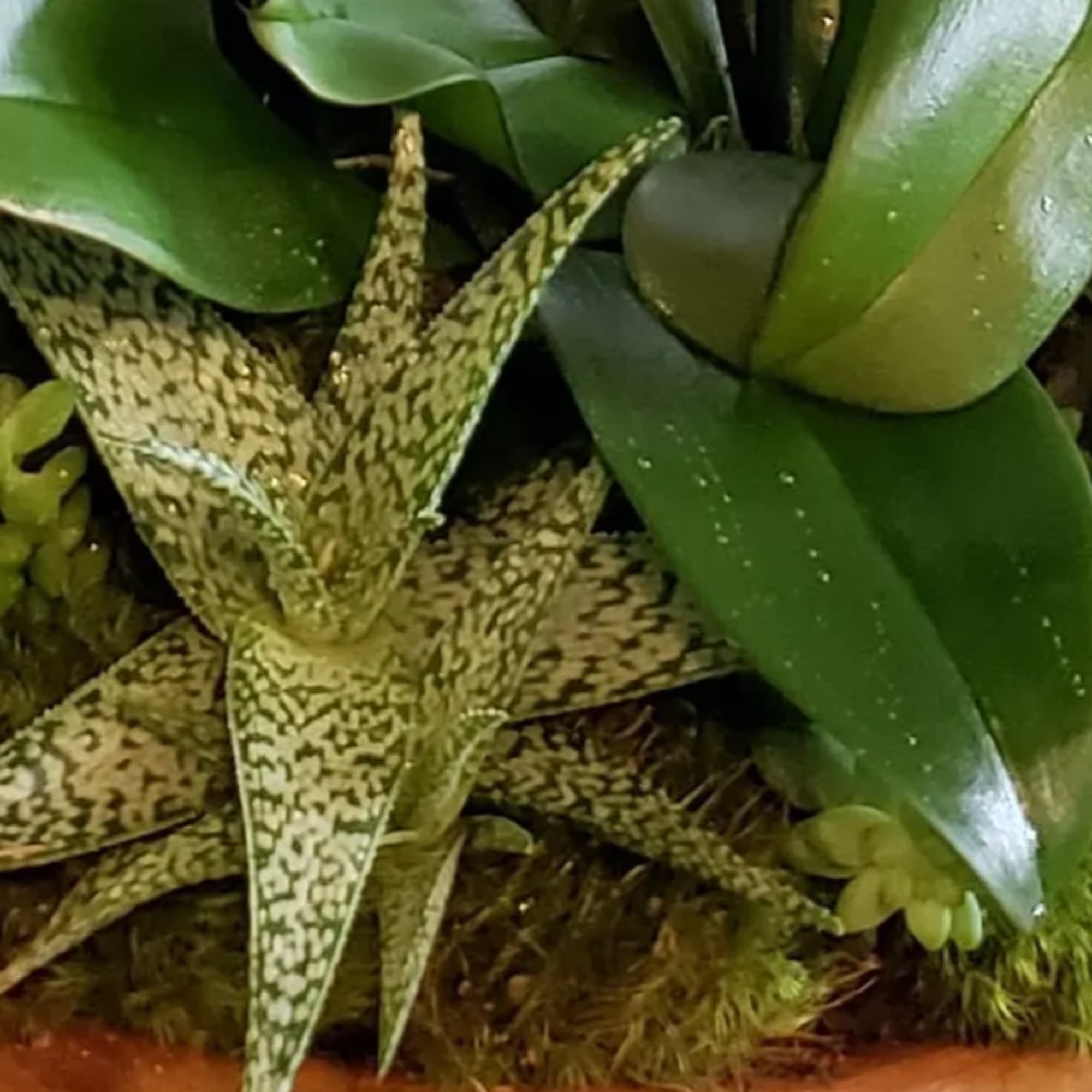 Succulent arrangement with aloe and rosette plants in a low container