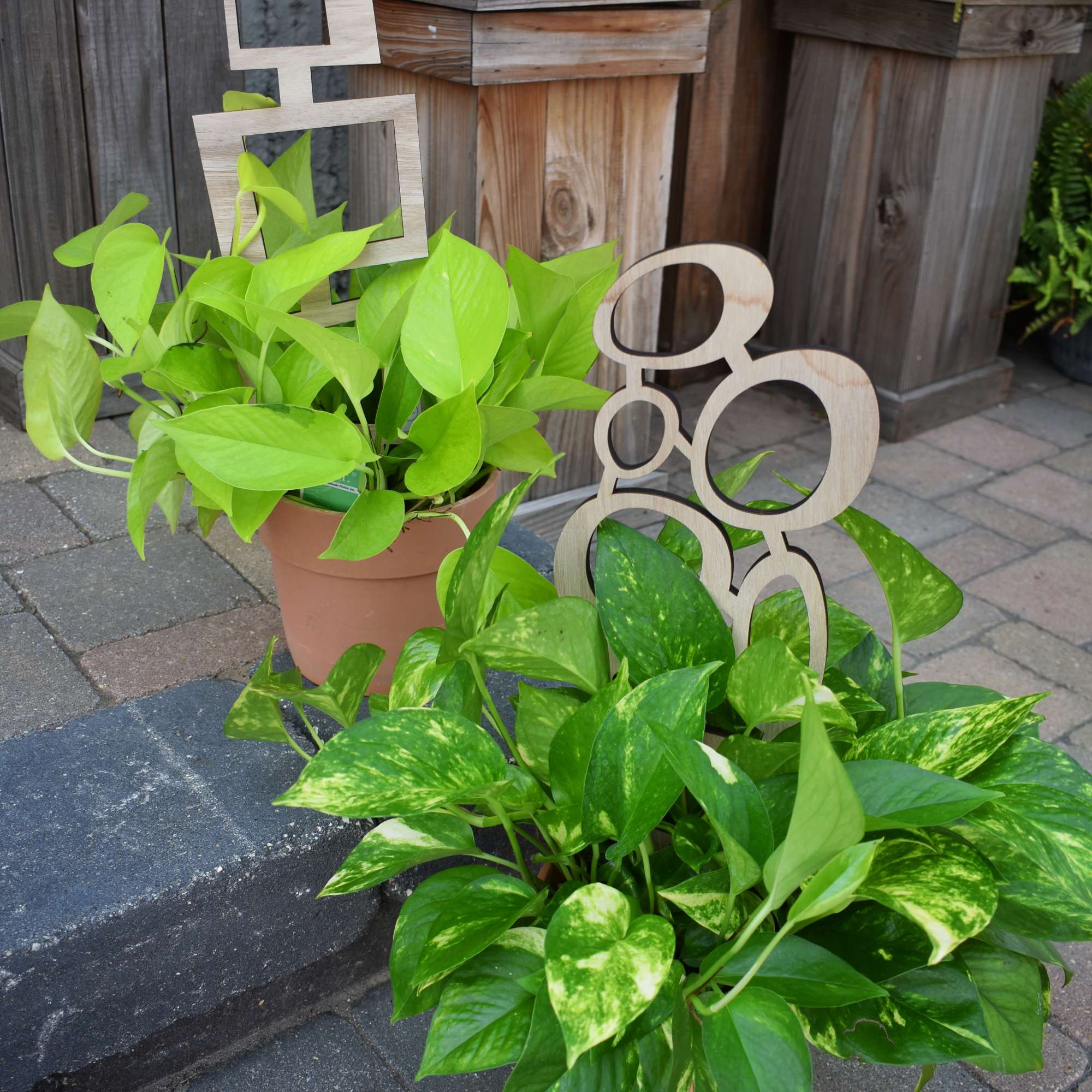 Two potted pothos plants with bright green leaves and wooden decorative stakes