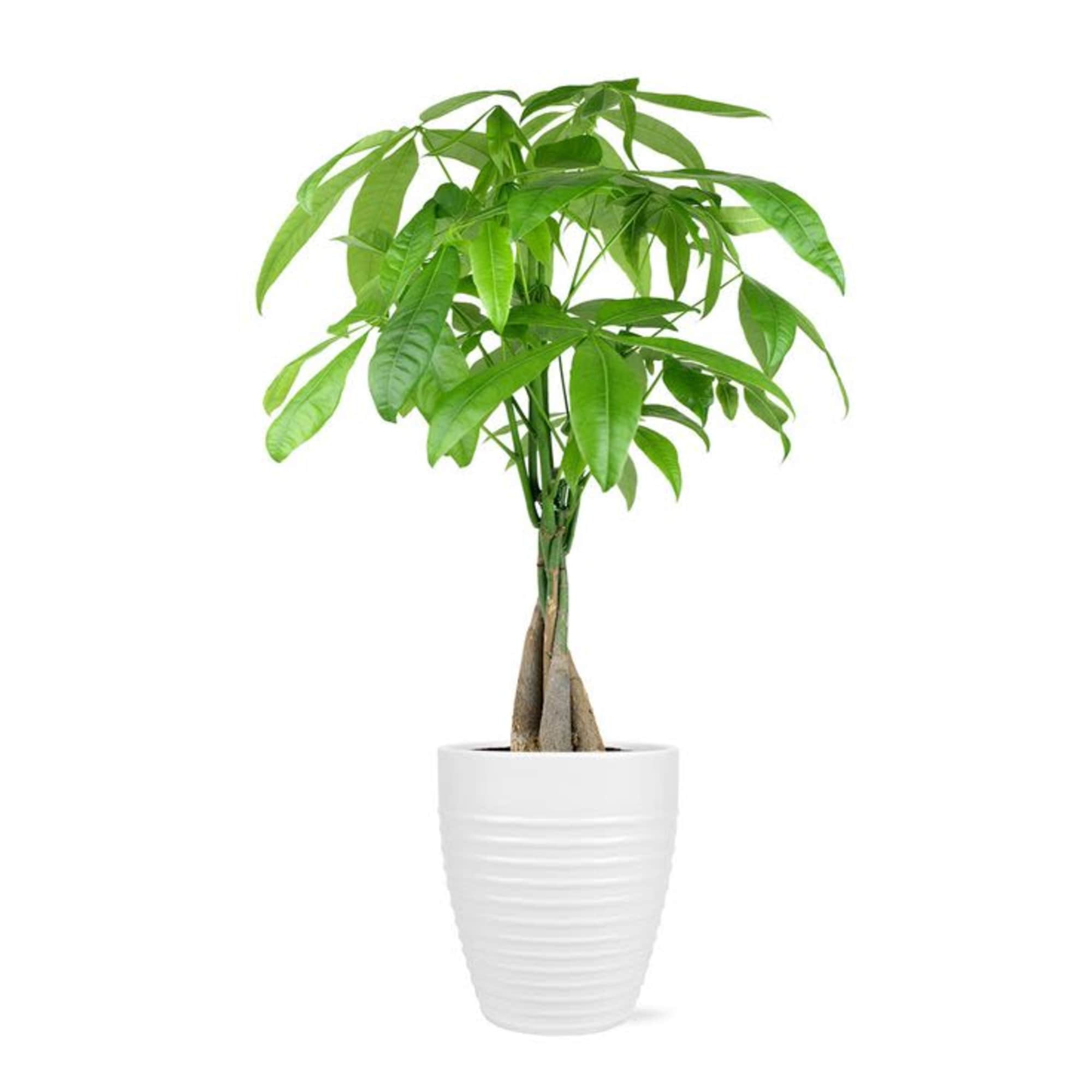 Potted money tree plant in a white ceramic planter