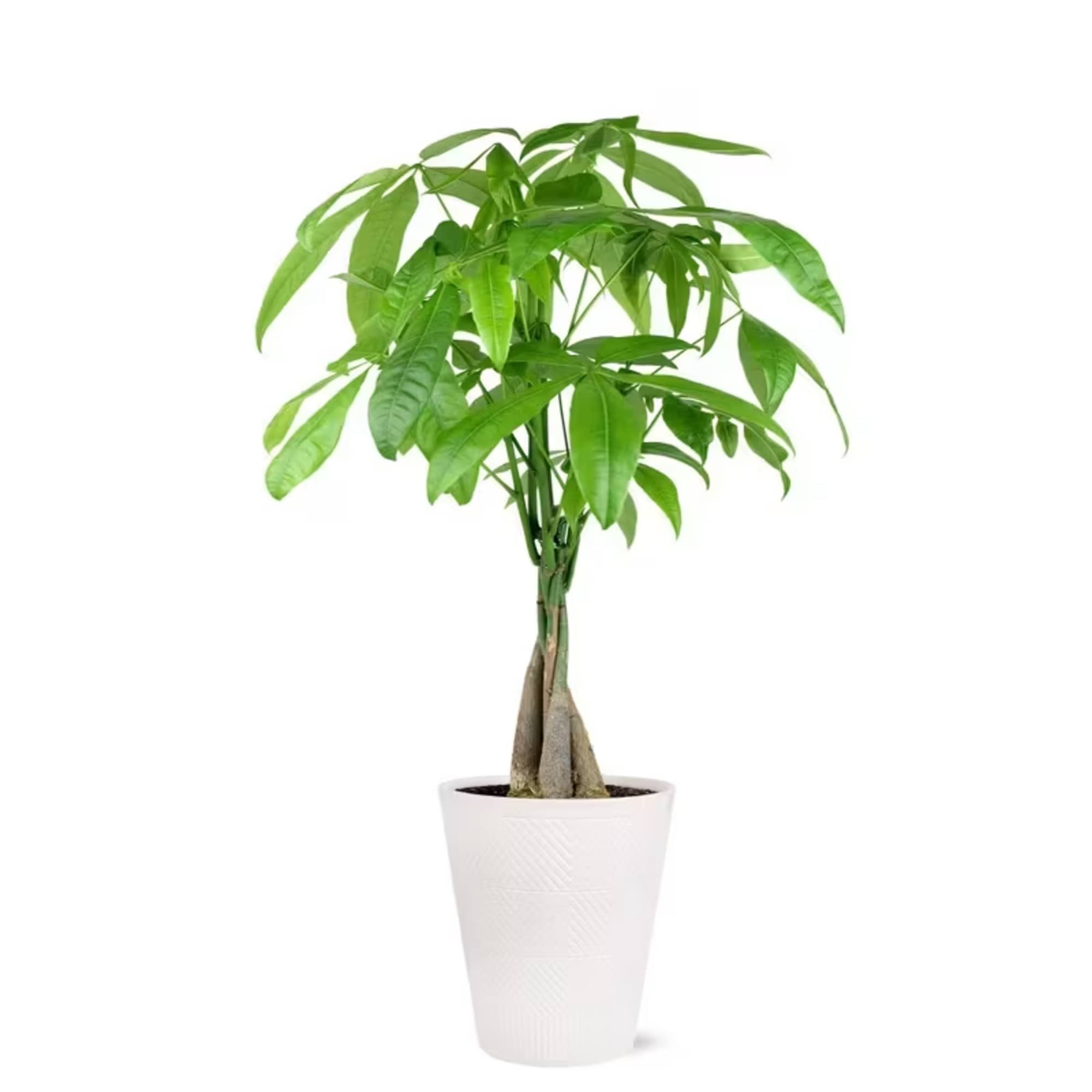 Potted money tree plant in a white planter