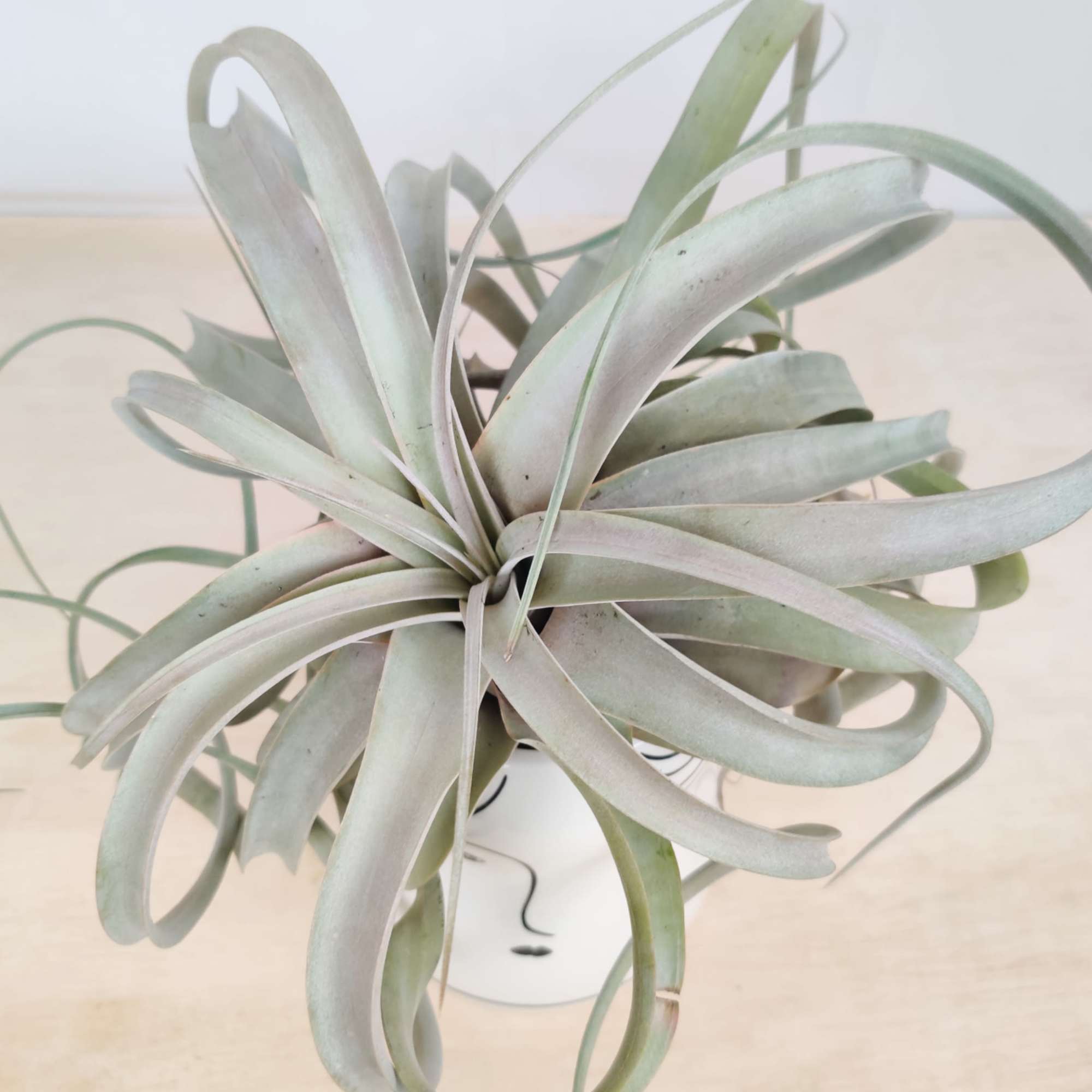 Air plant in a small white pot on a light surface