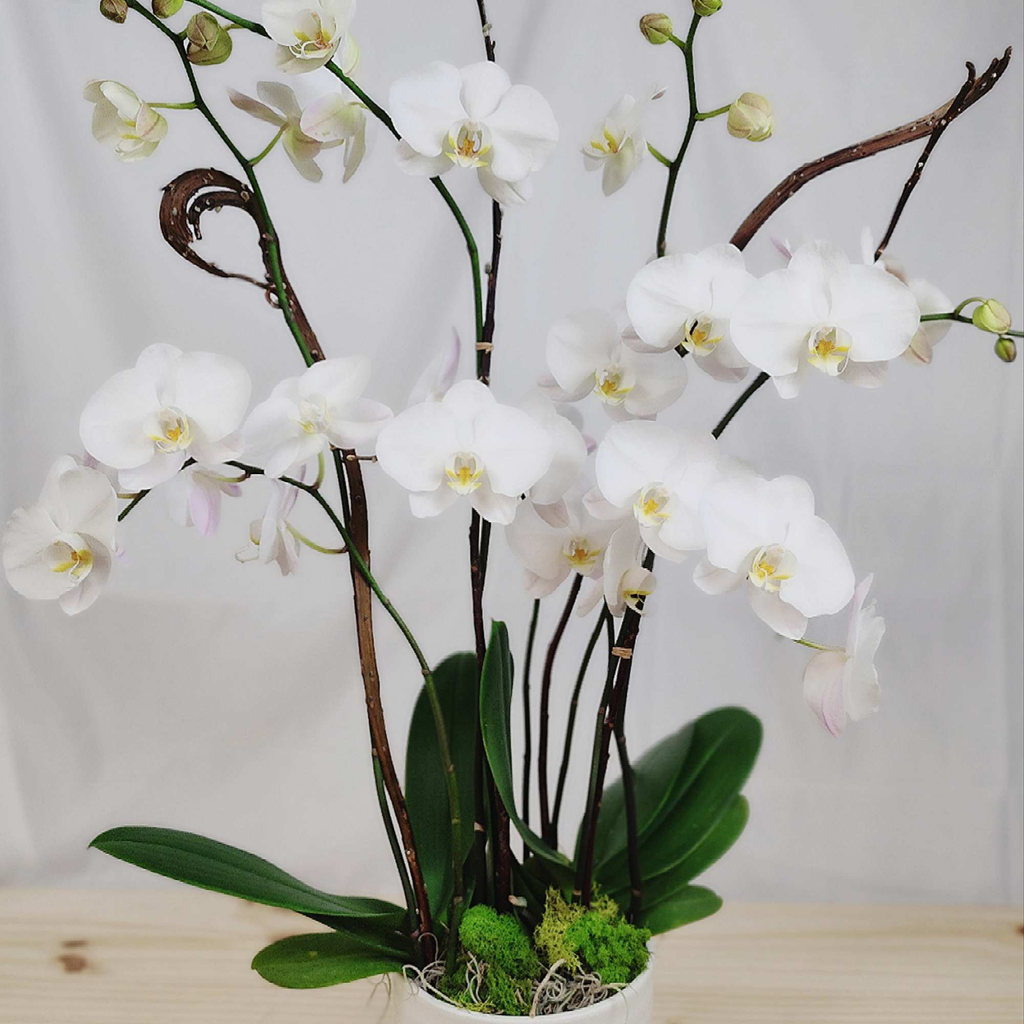 White orchid plant in a white pot with moss