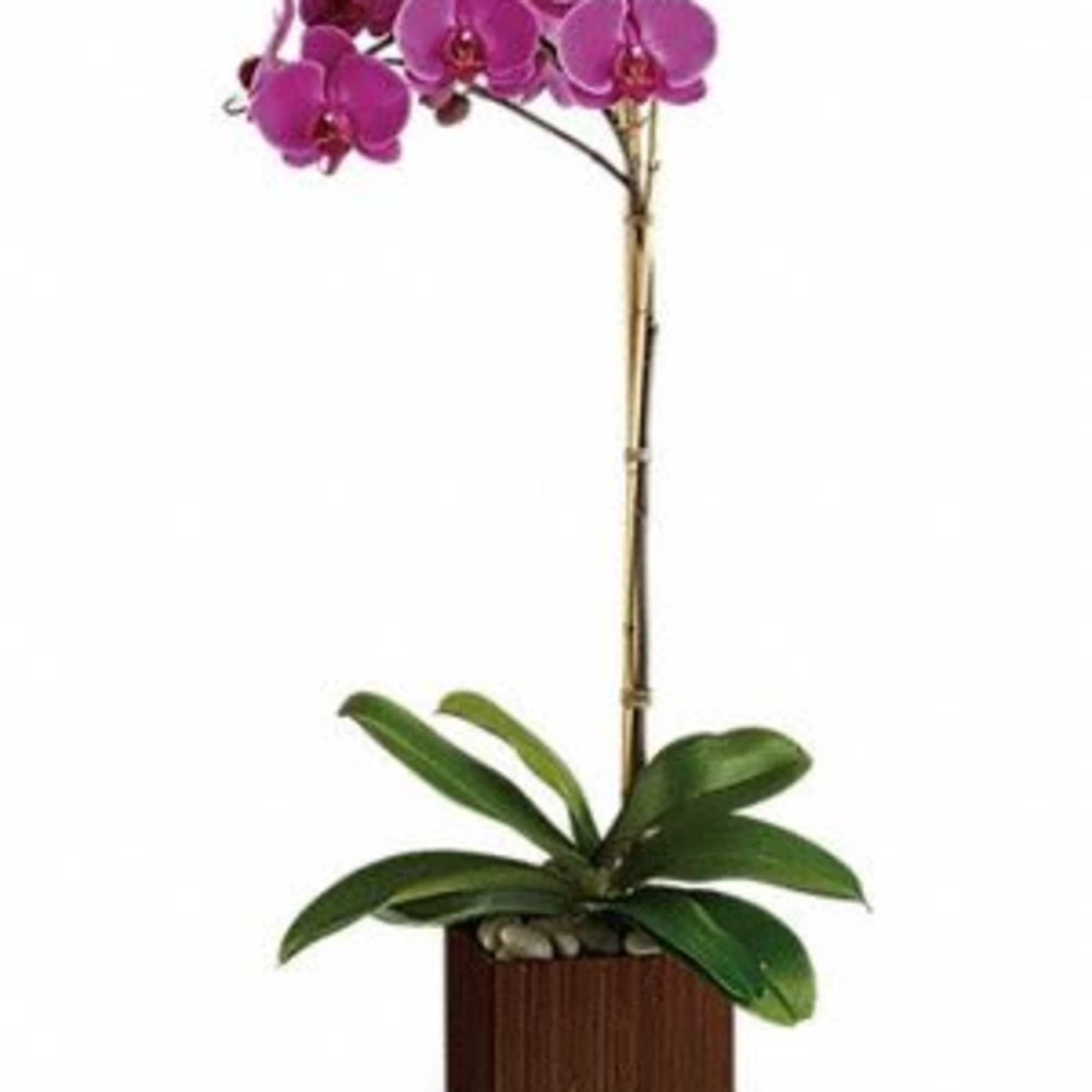 Purple orchid plant in a square wooden planter