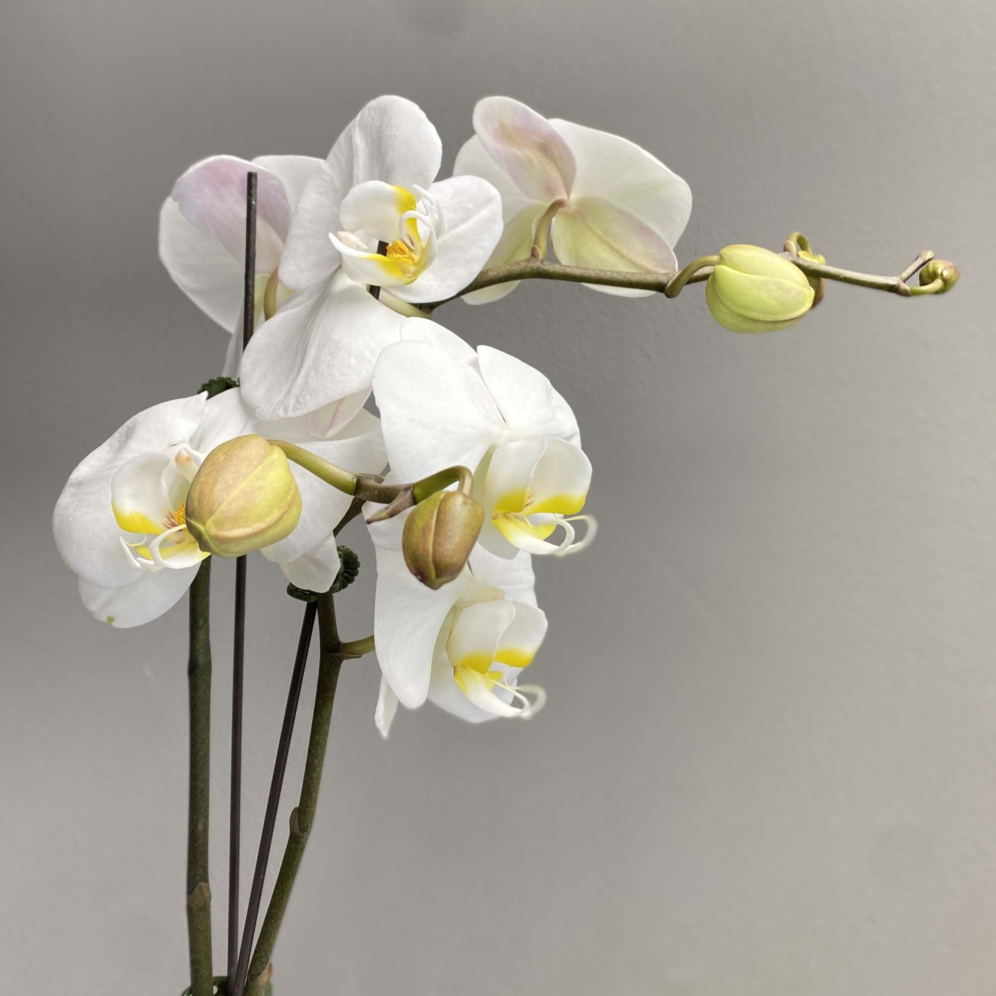 White orchid stems with pale yellow centers and unopened buds