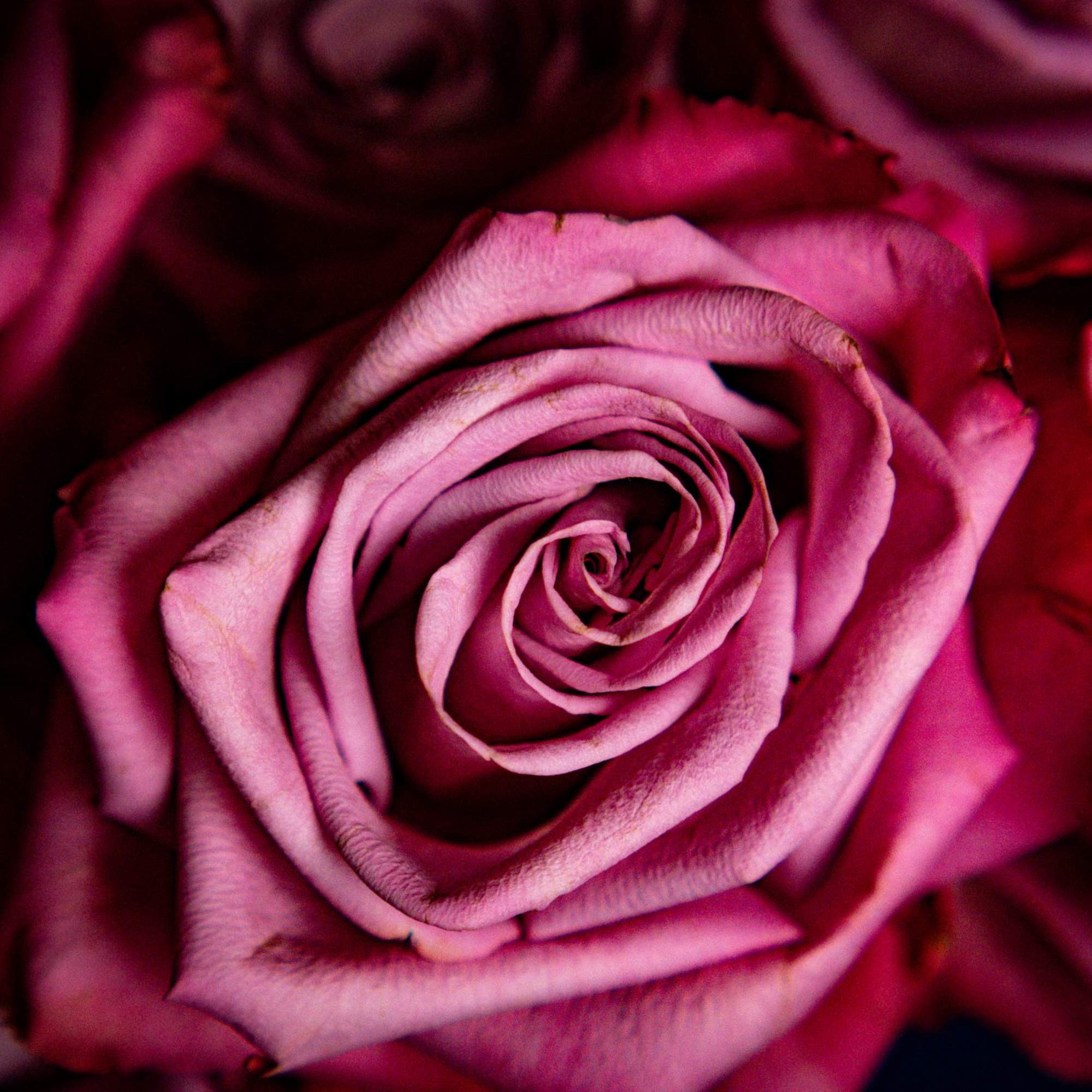 Close-up of pink roses filling the frame