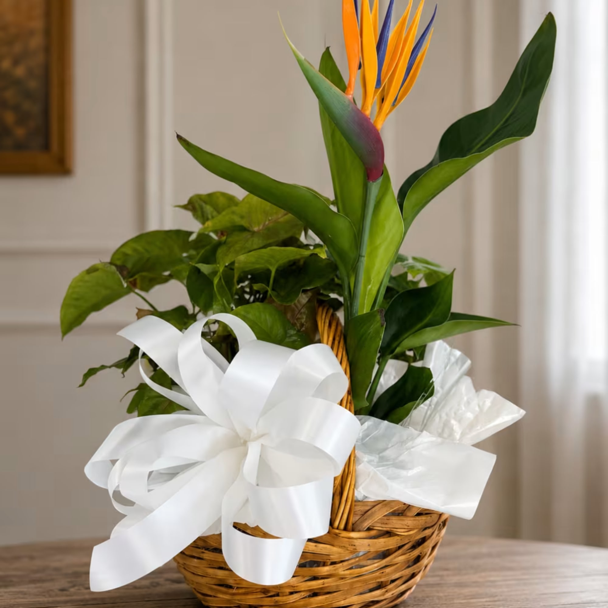 Bird of paradise plant in a wicker basket with a white bow